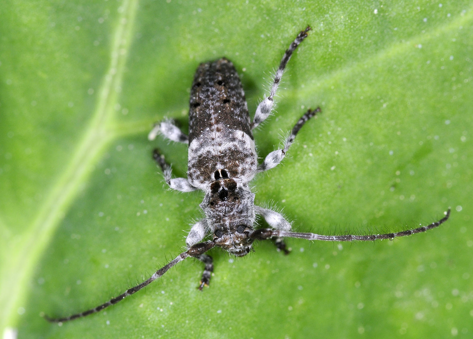 Pogonocherus perroudi perroudi