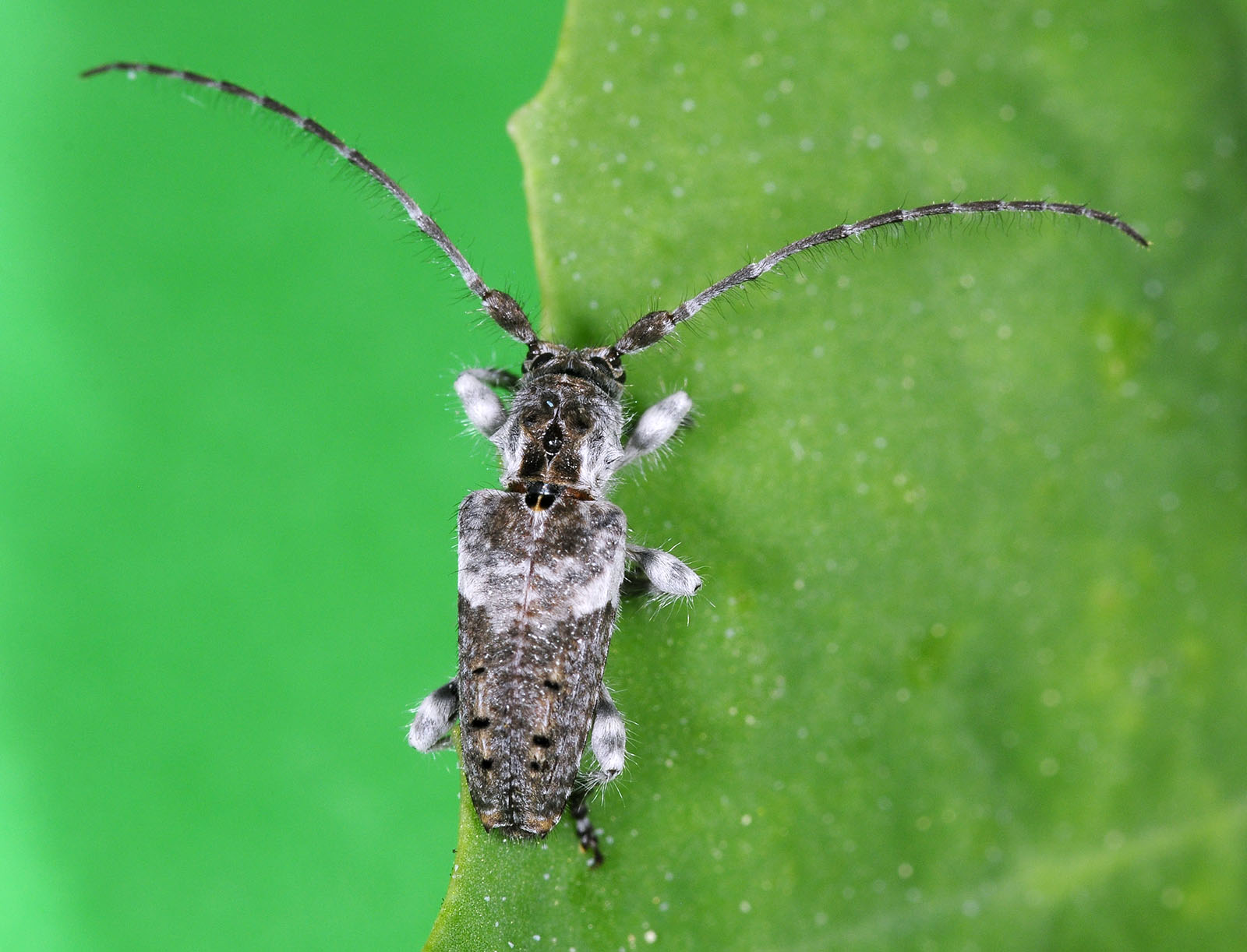 Pogonocherus perroudi perroudi