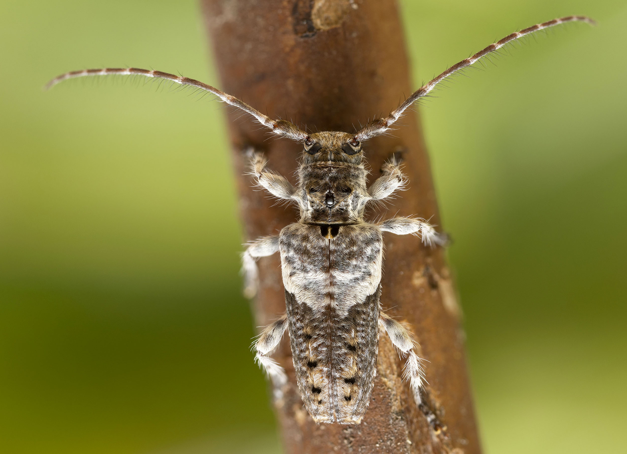 Pogonocherus perroudi perroudi