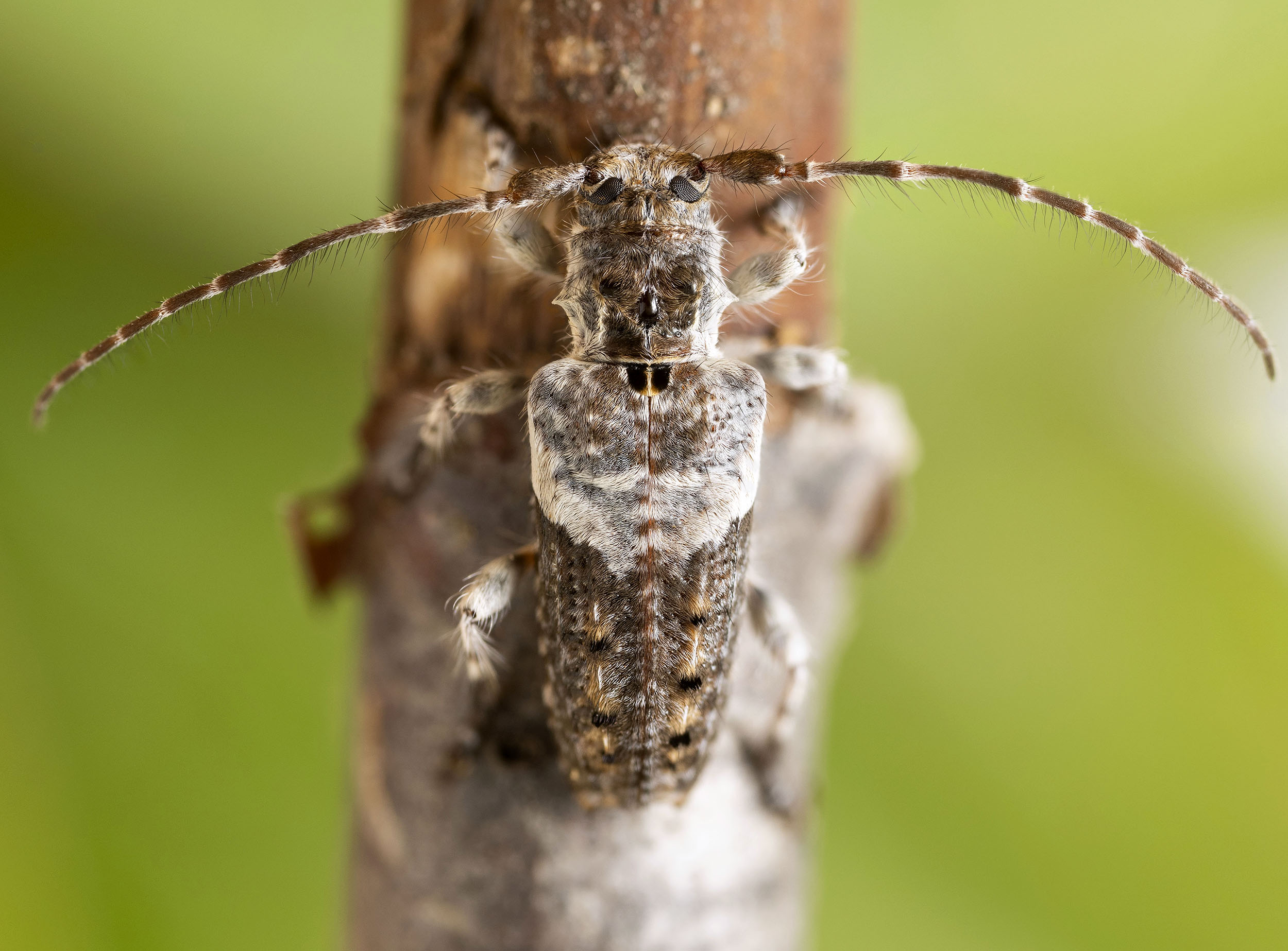 Pogonocherus perroudi perroudi