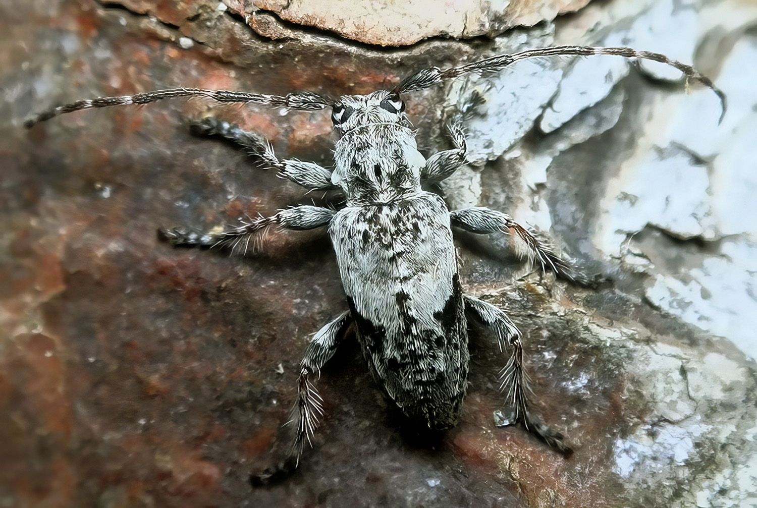 Pogonocherus plasoni