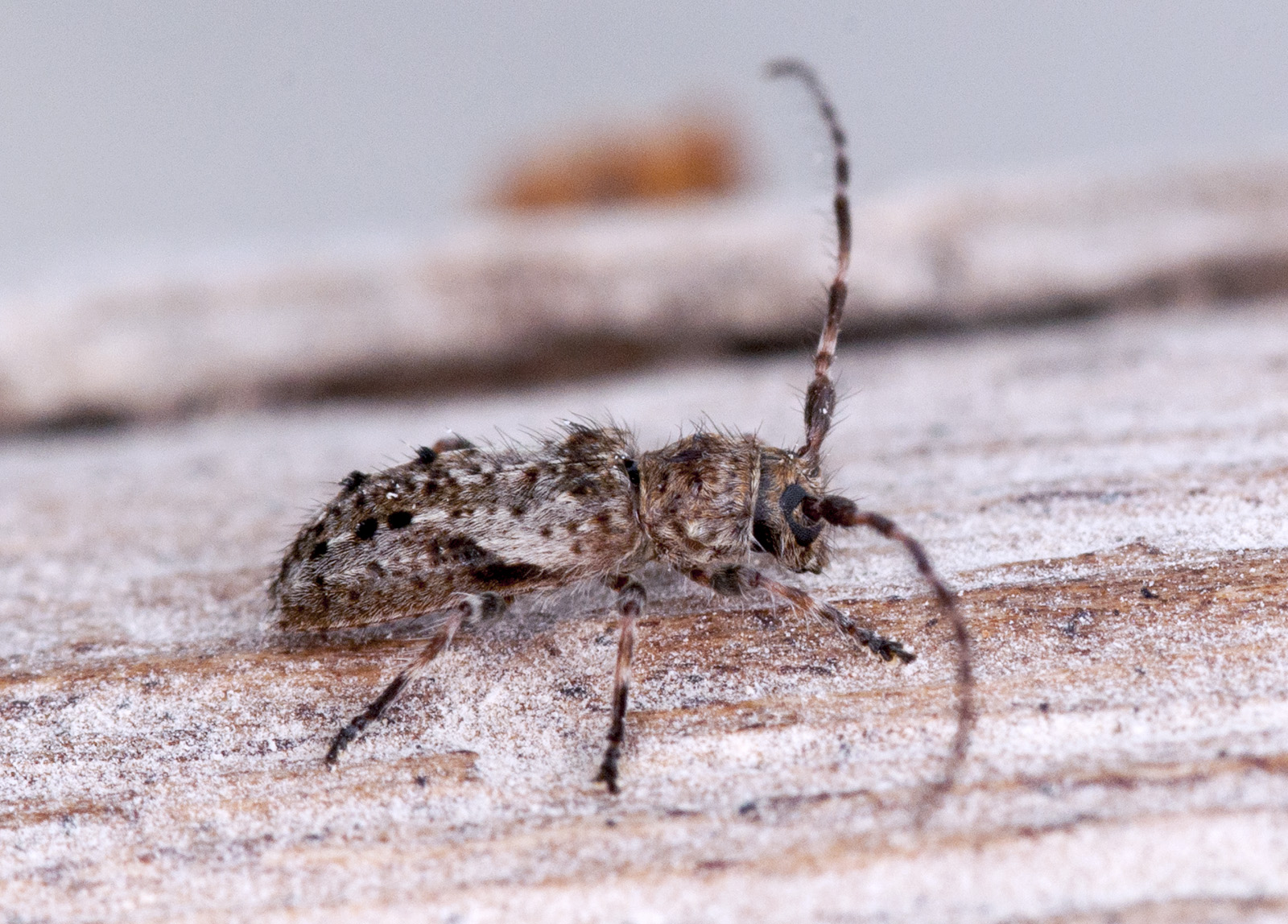 Pogonocherus ressli