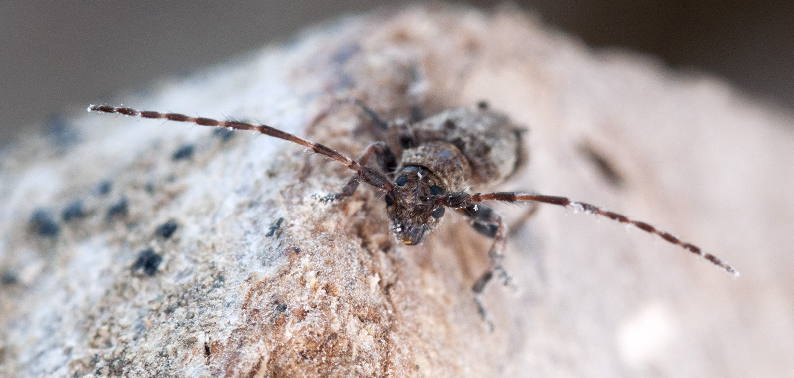 Pogonocherus ressli