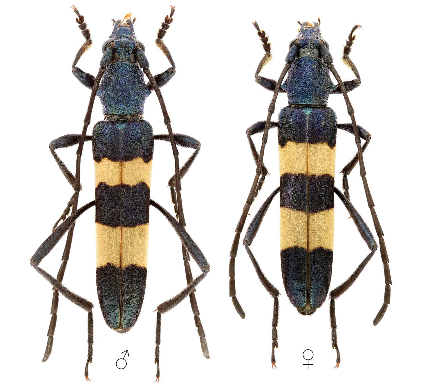 Polyzonus fasciatus