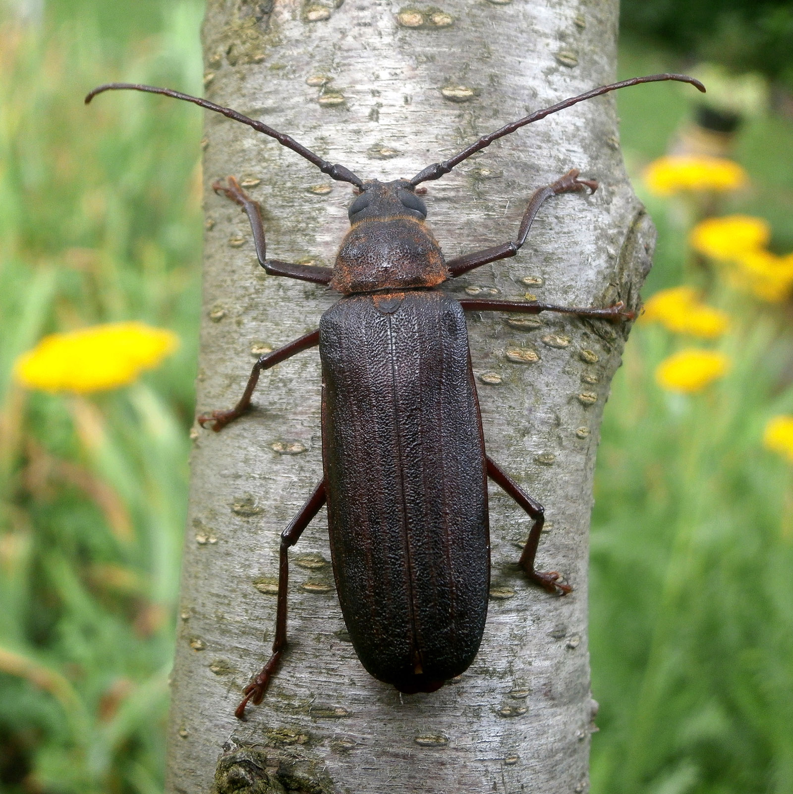 Prinobius myardi slamorum