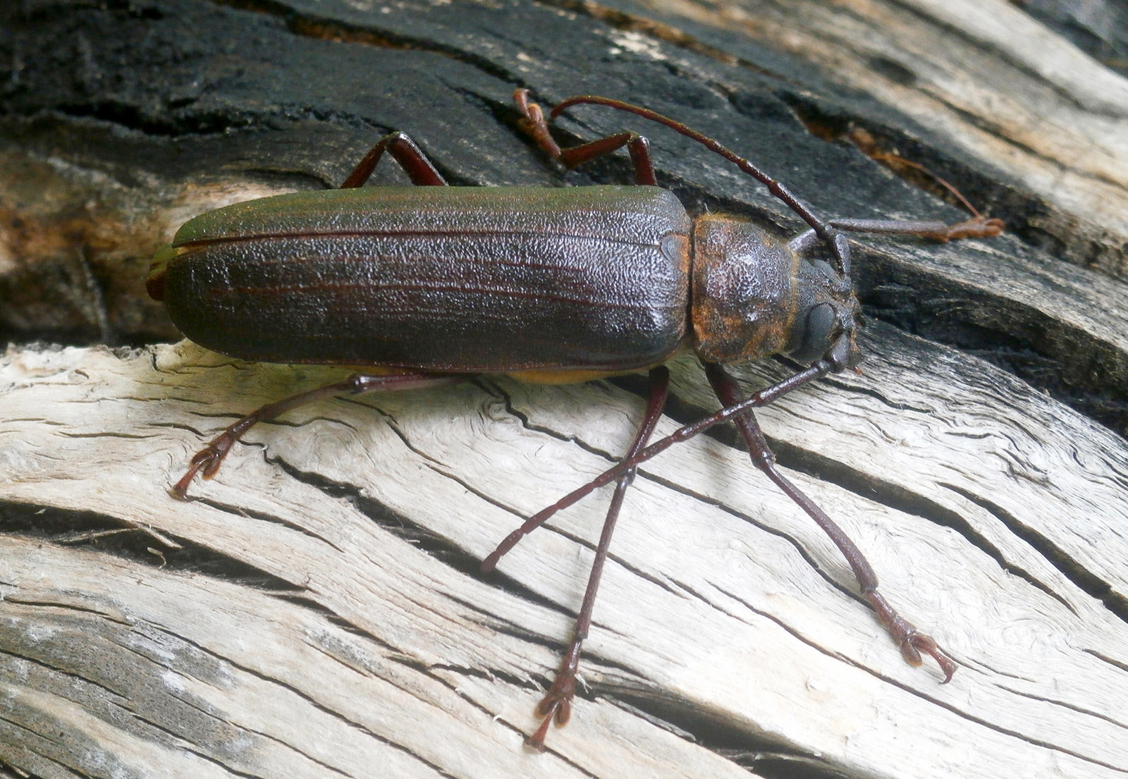 Prinobius myardi slamorum