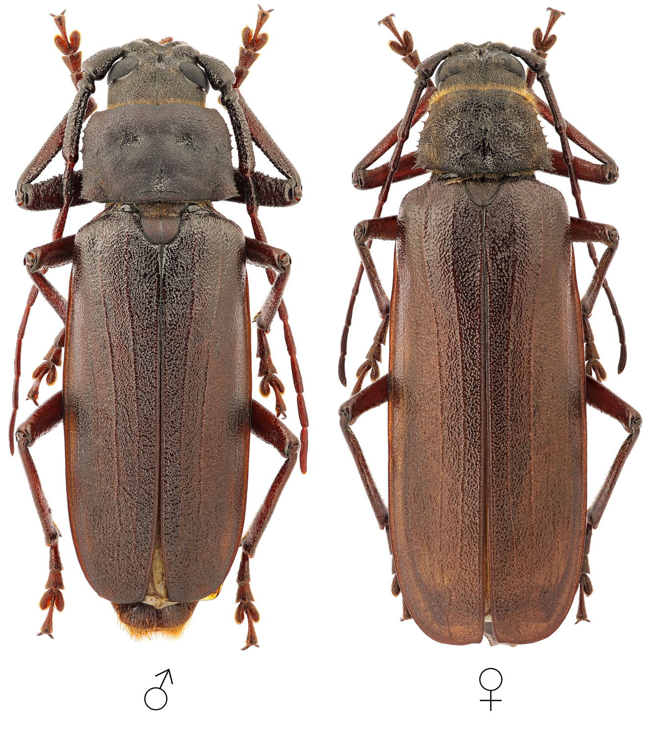 Prinobius myardi slamorum