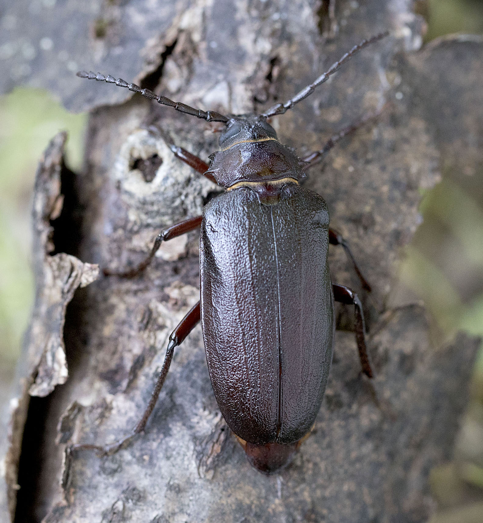 Prionus coriarius