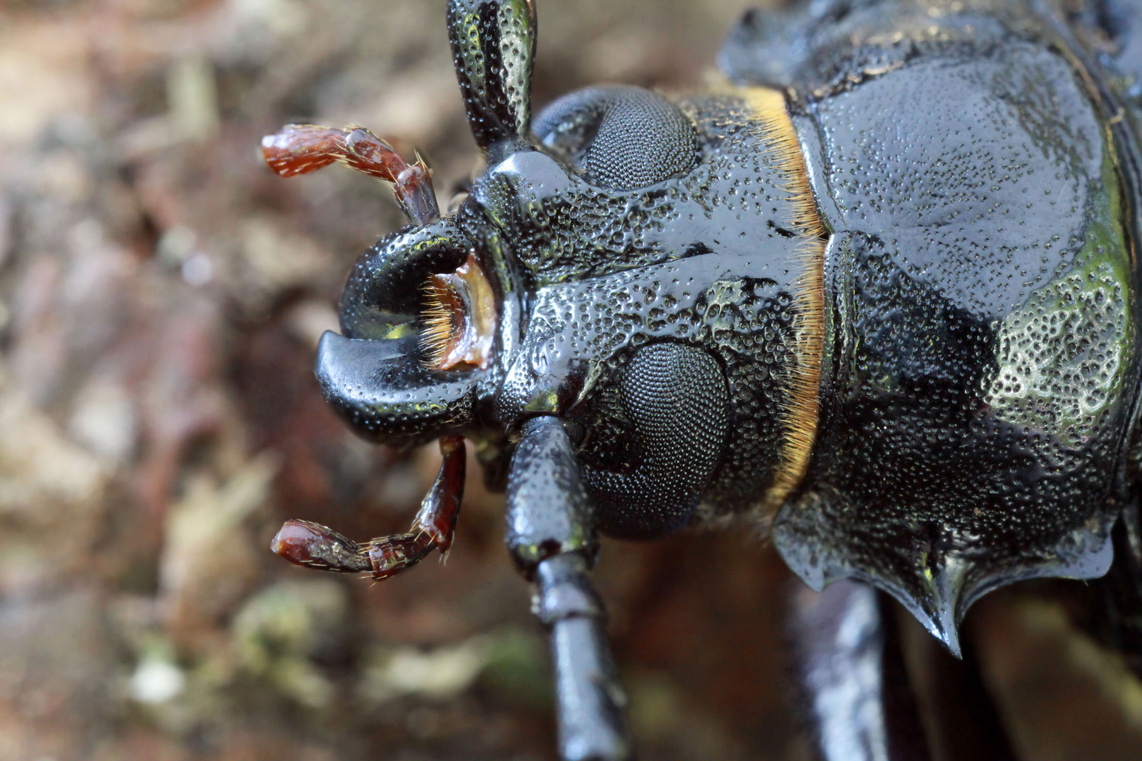 Prionus coriarius