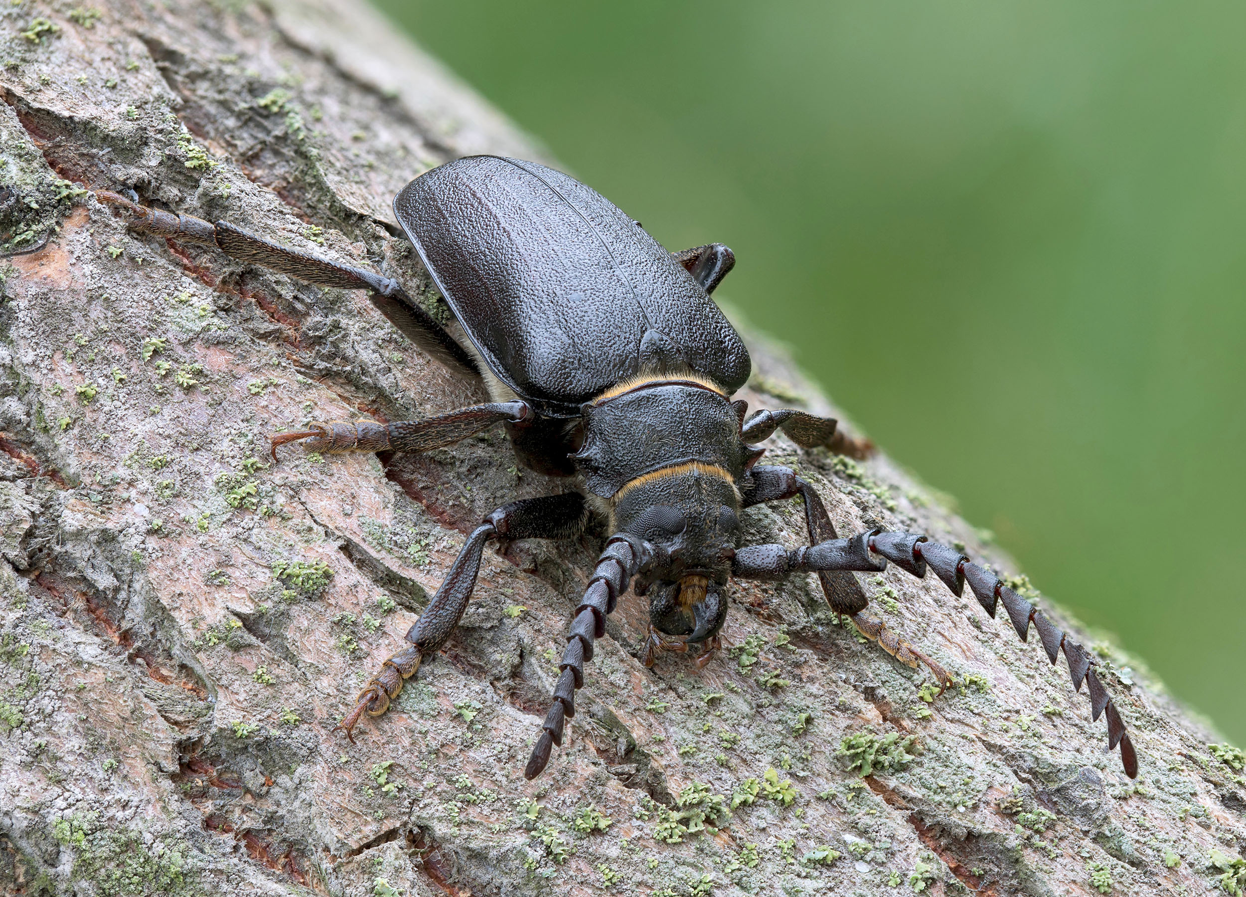 Prionus coriarius