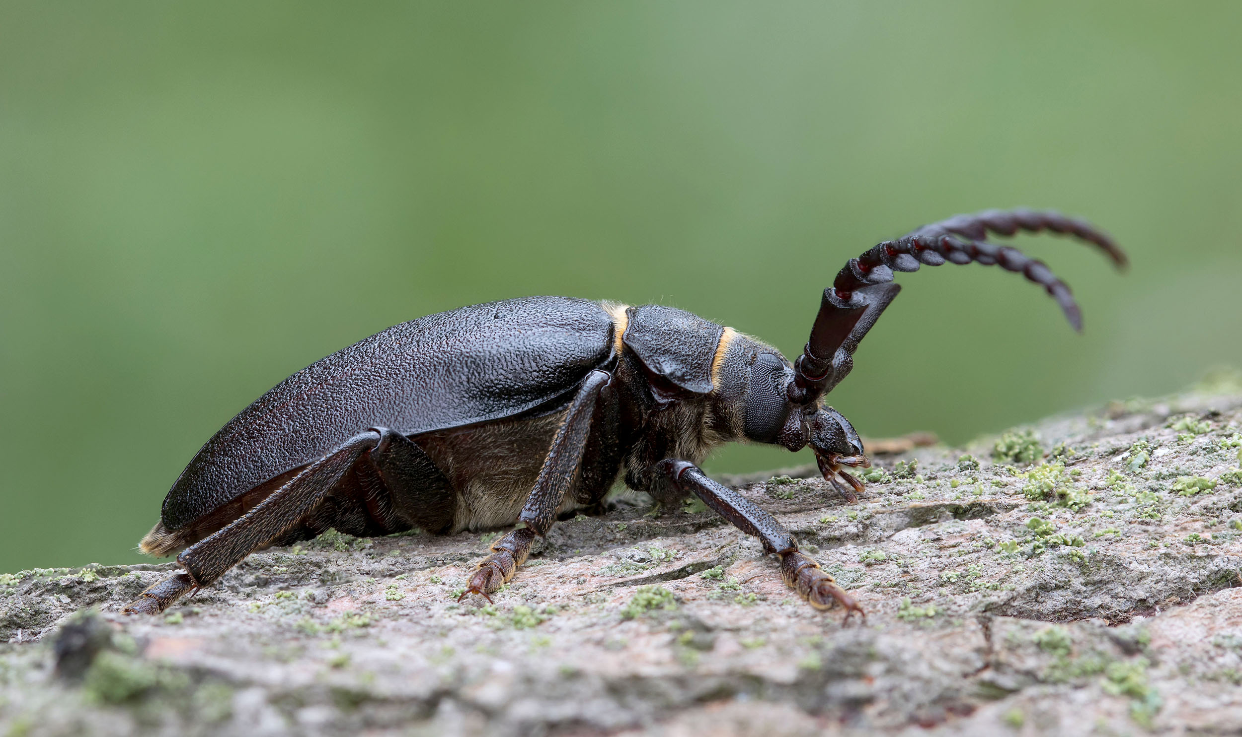 Prionus coriarius