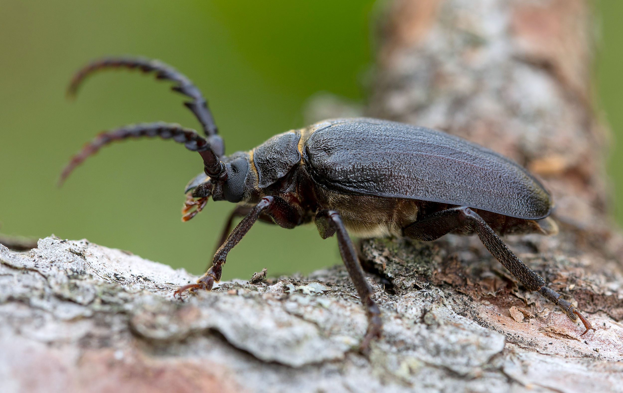 Prionus coriarius