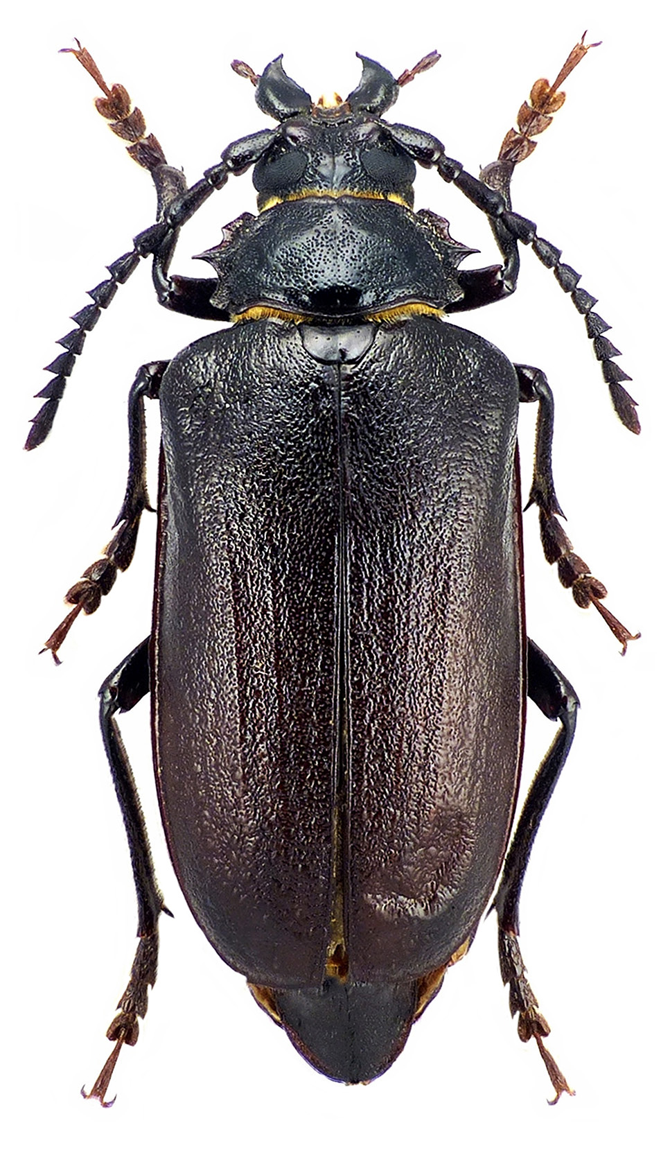 Prionus coriarius