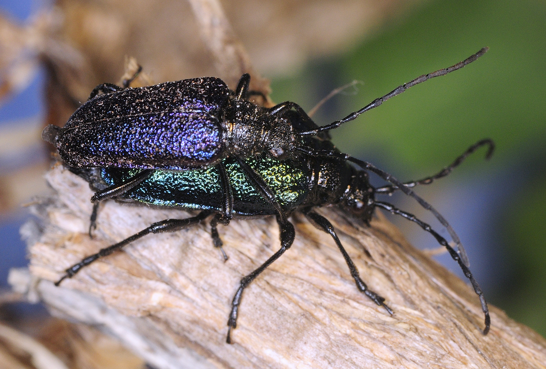 Pseudogaurotina excellens