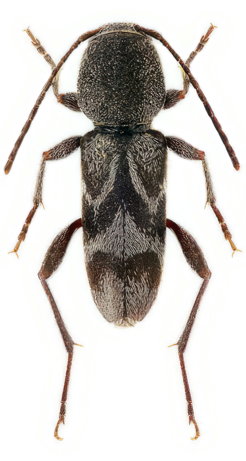 Pseudosphegesthes cinerea