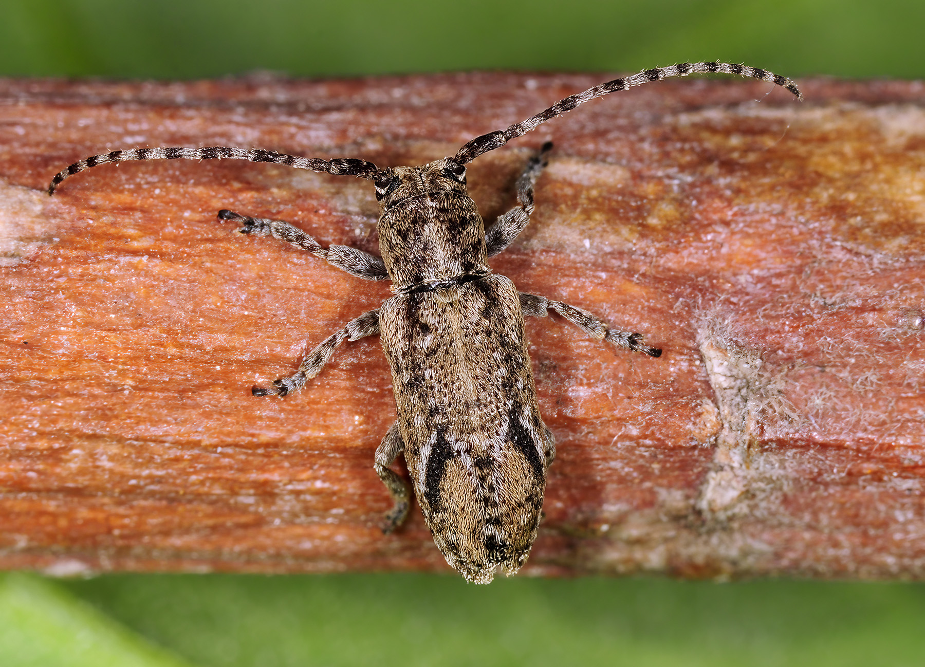 Pterolophia m-griseum