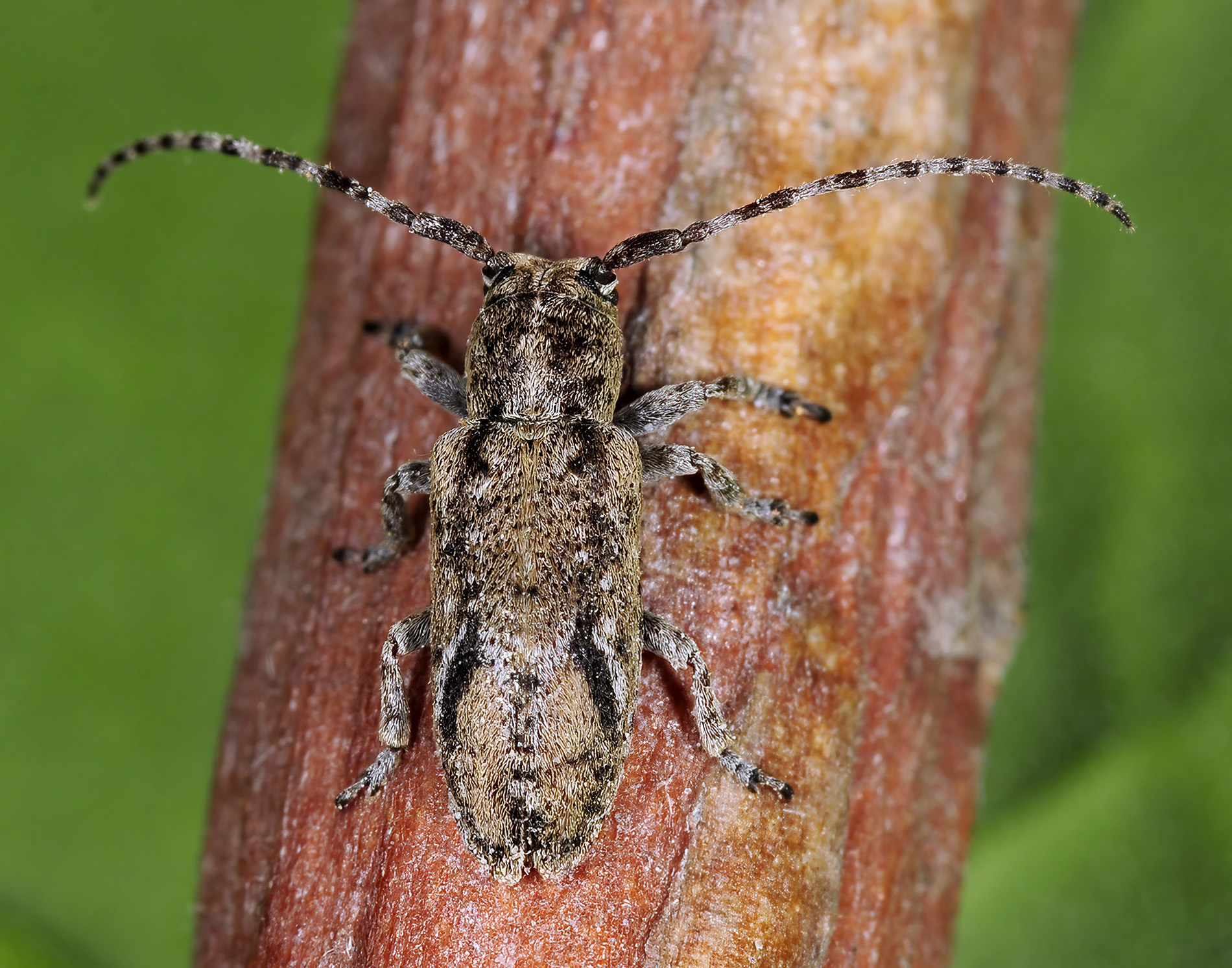 Pterolophia m-griseum