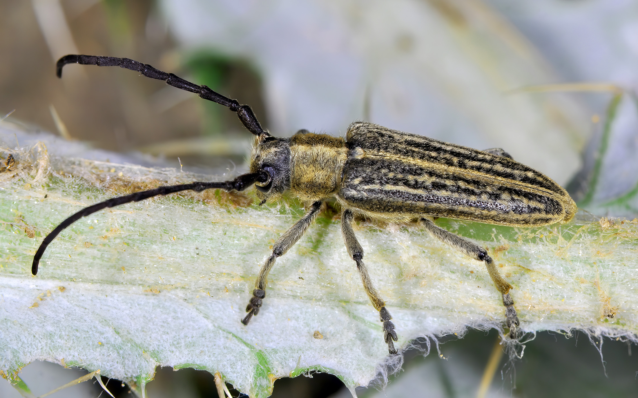 Pteromallosia albolineata