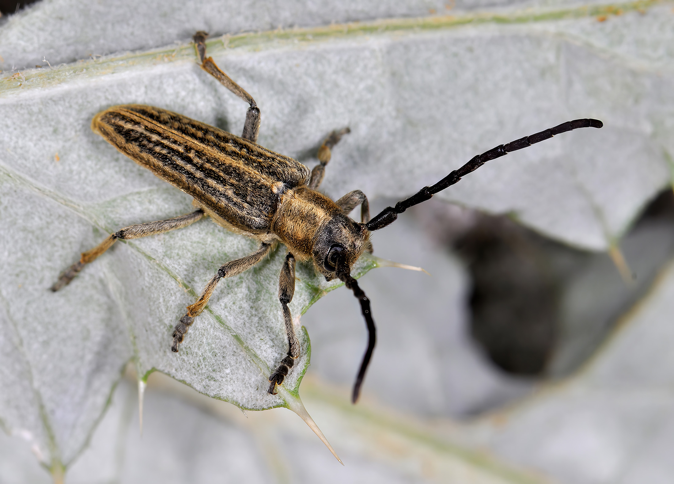 Pteromallosia albolineata