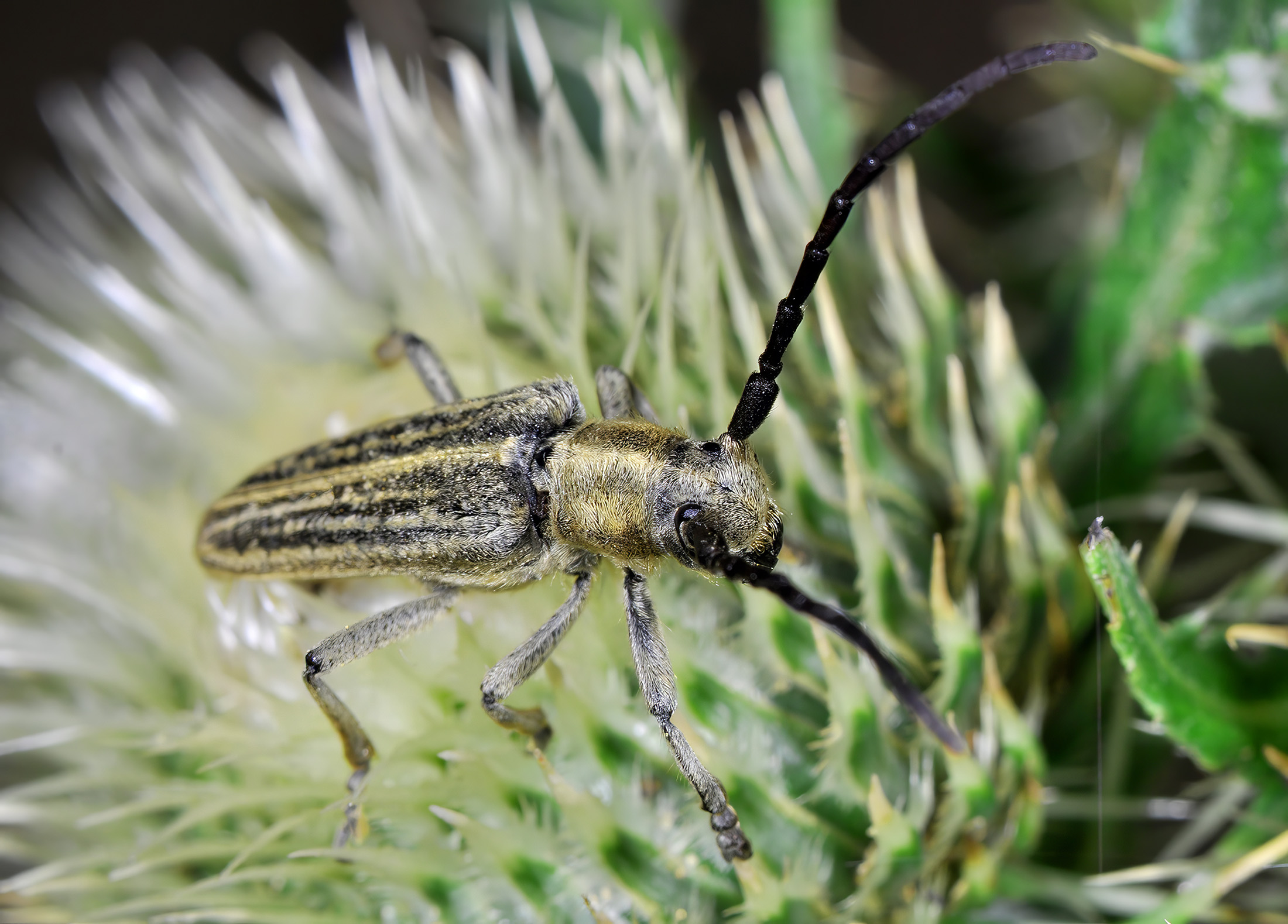 Pteromallosia albolineata