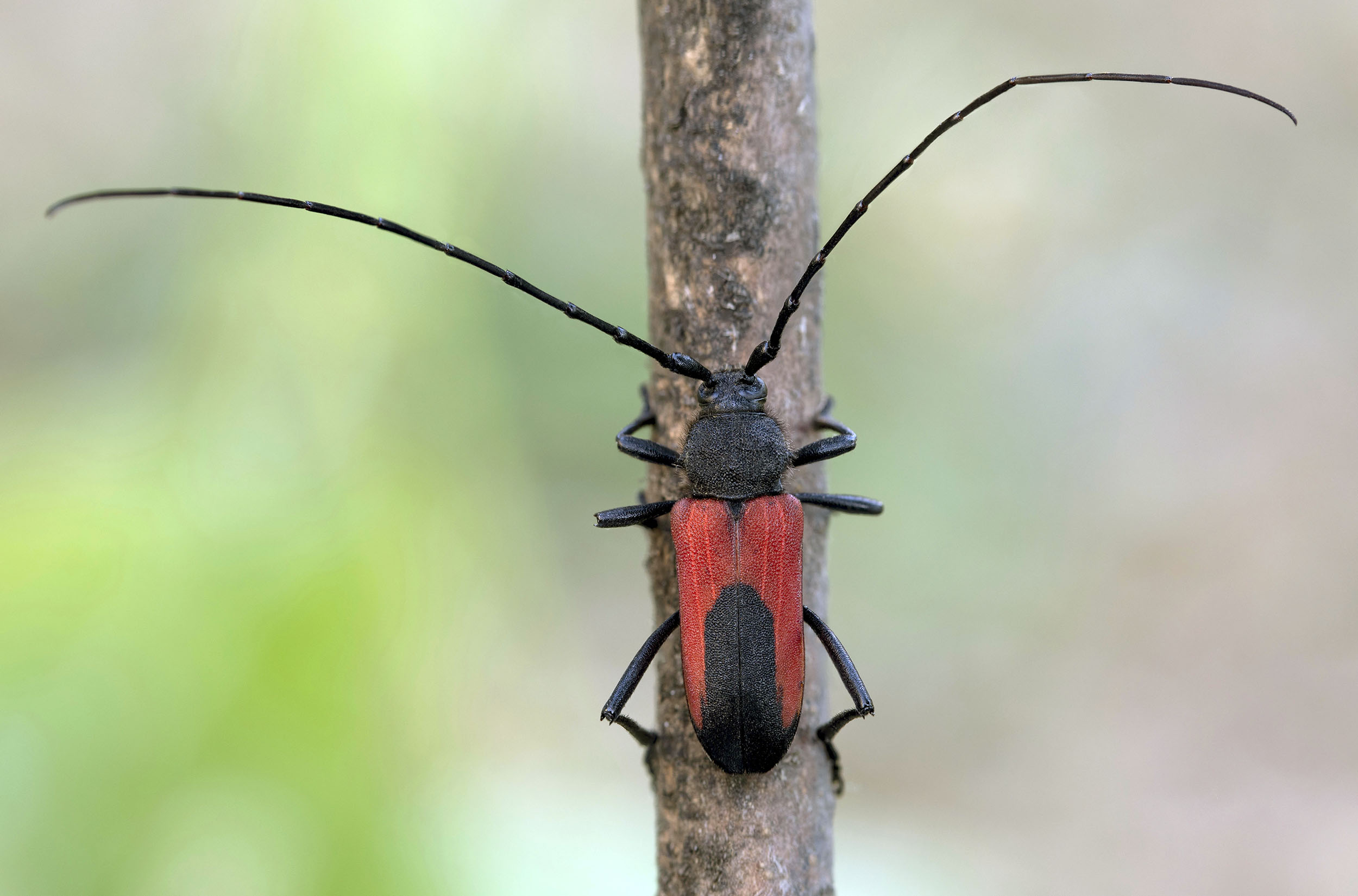 Purpuricenus budensis