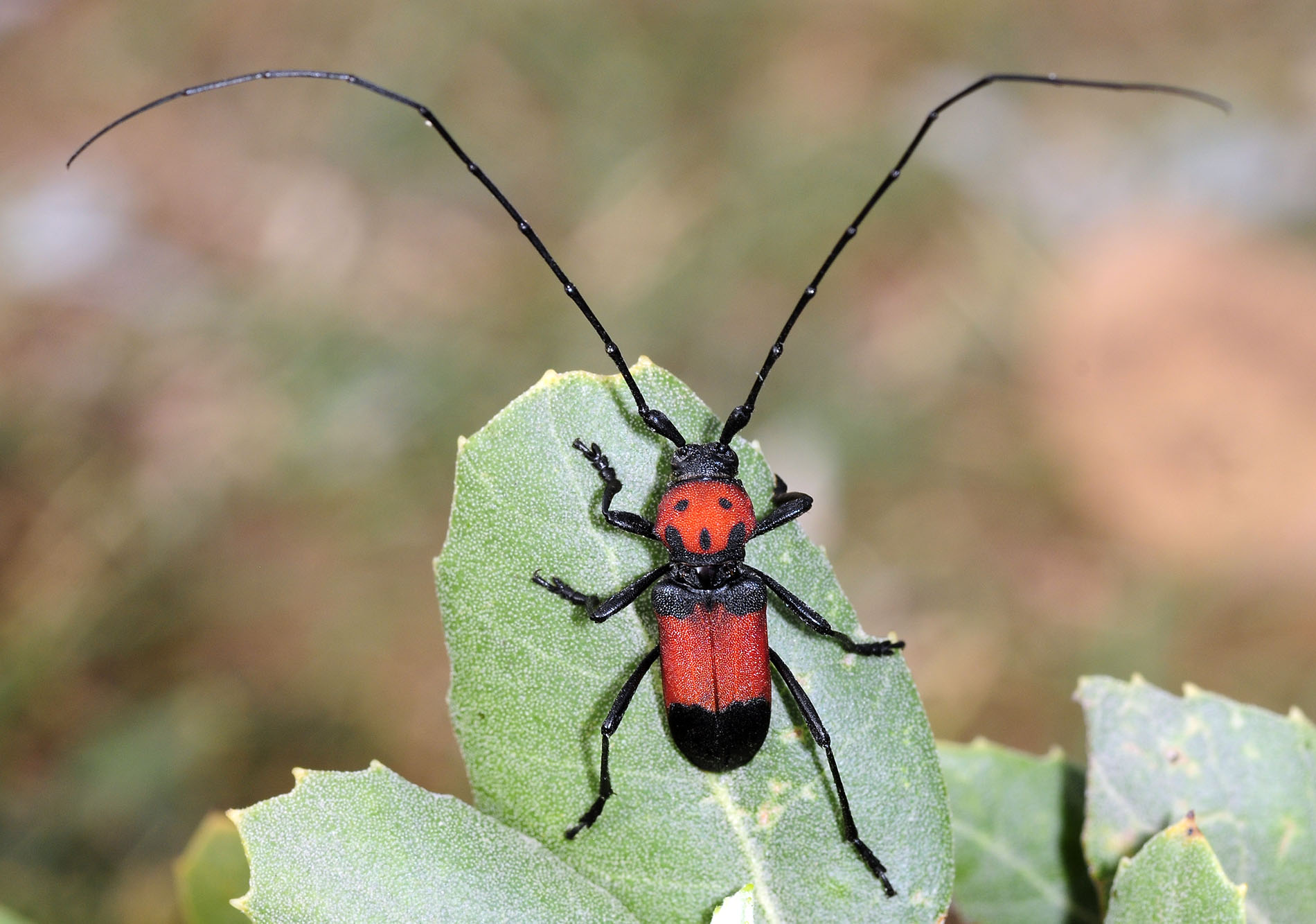 Purpuricenus desfontainii desfontainii