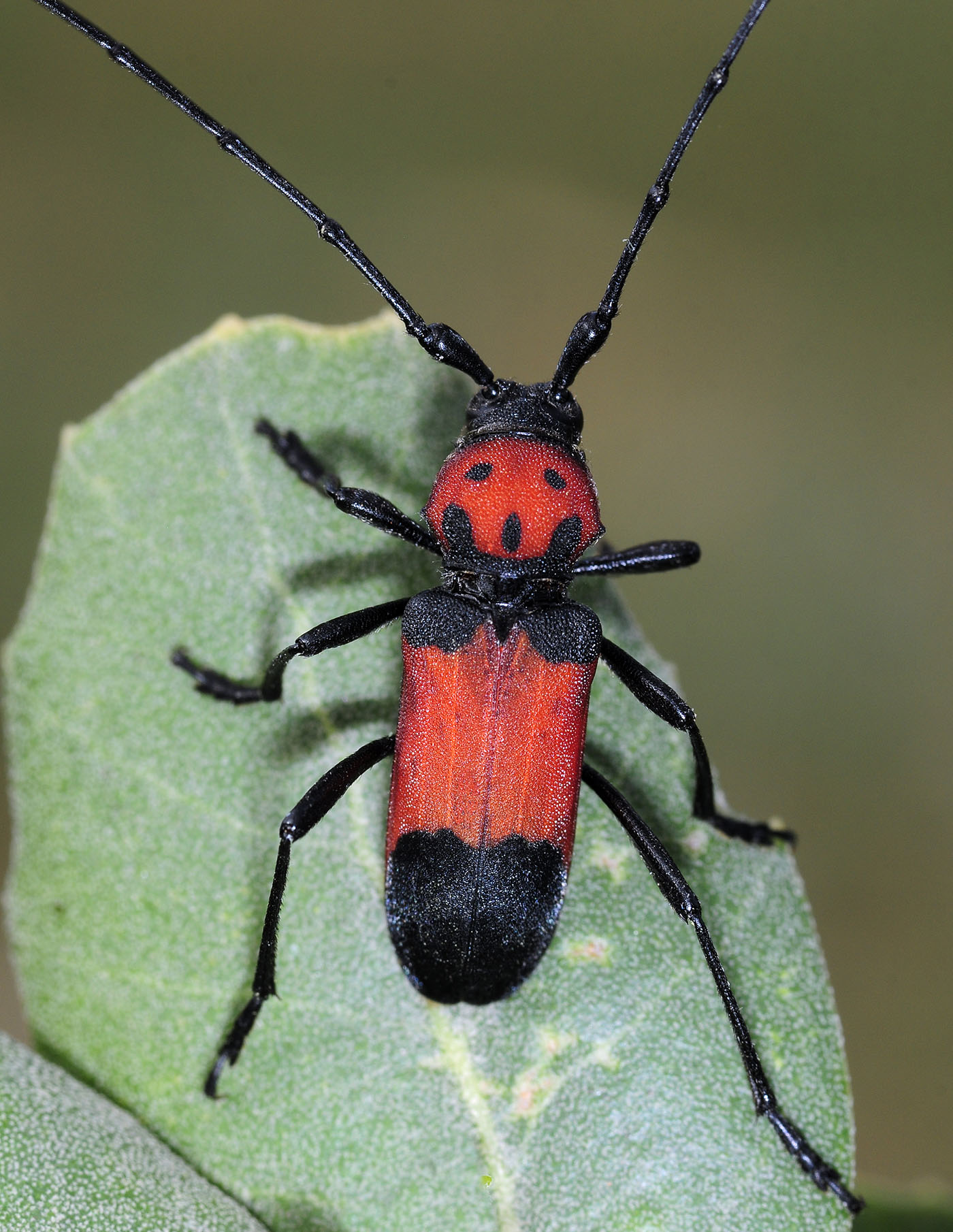 Purpuricenus desfontainii desfontainii