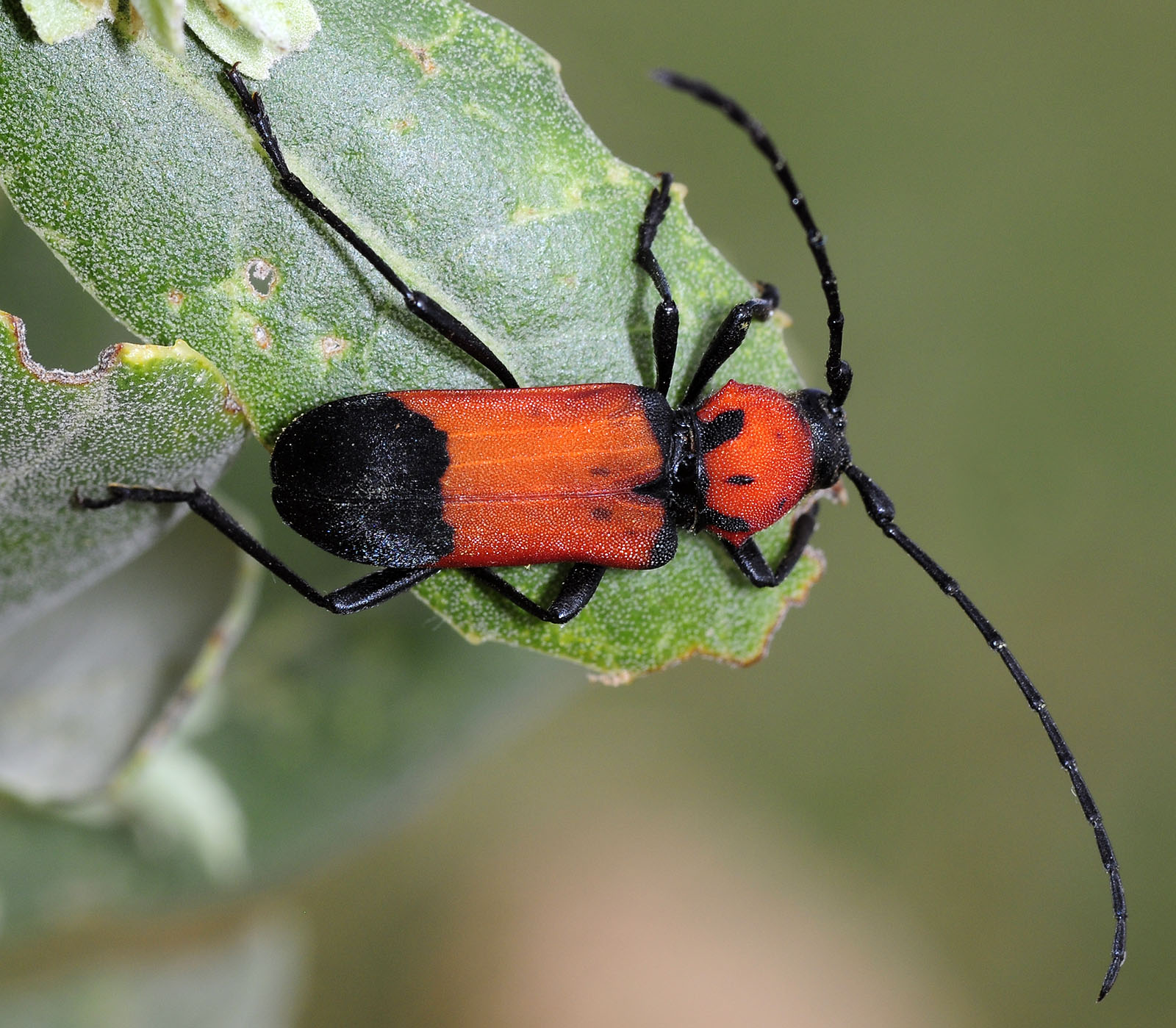 Purpuricenus desfontainii desfontainii