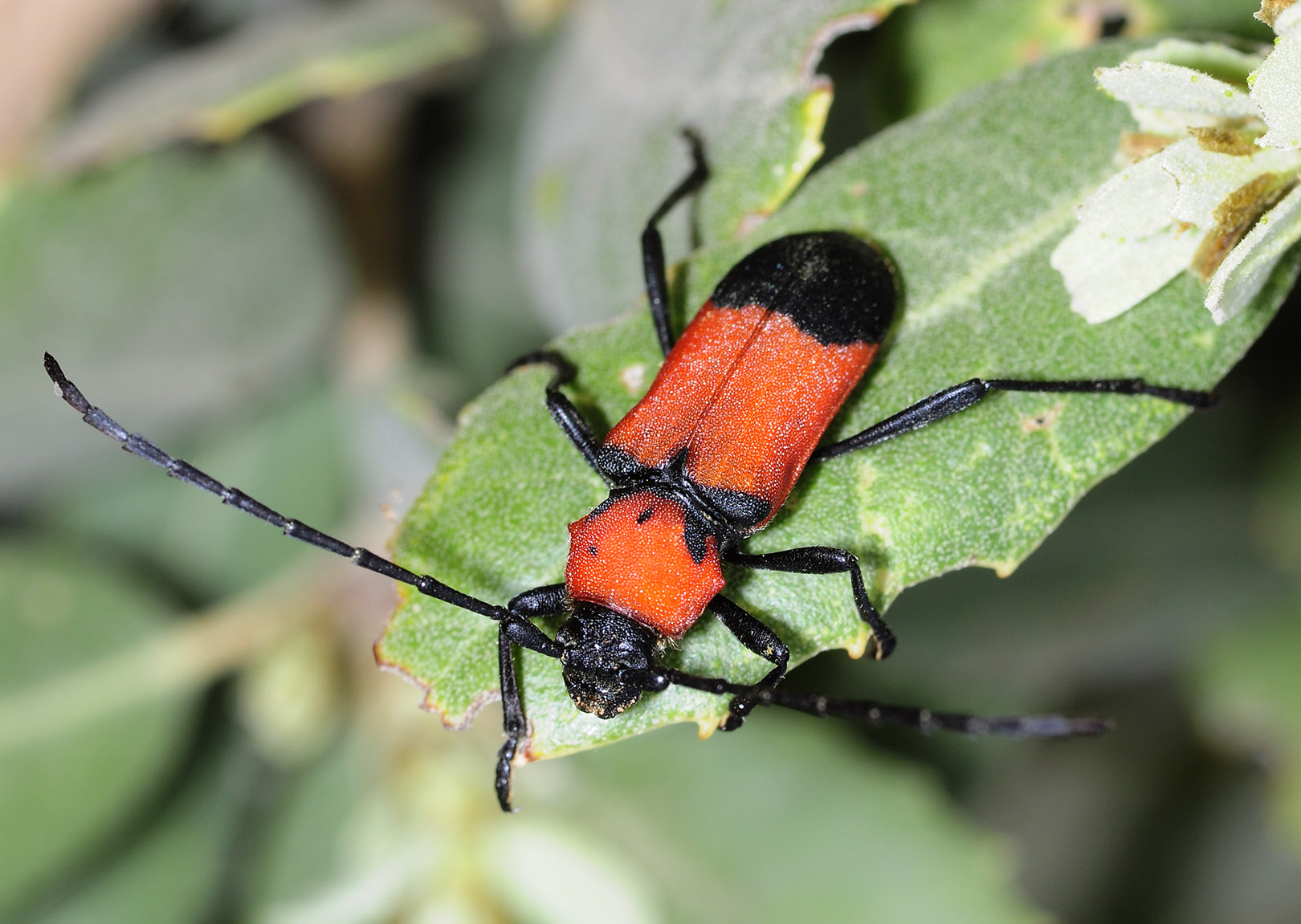 Purpuricenus desfontainii desfontainii