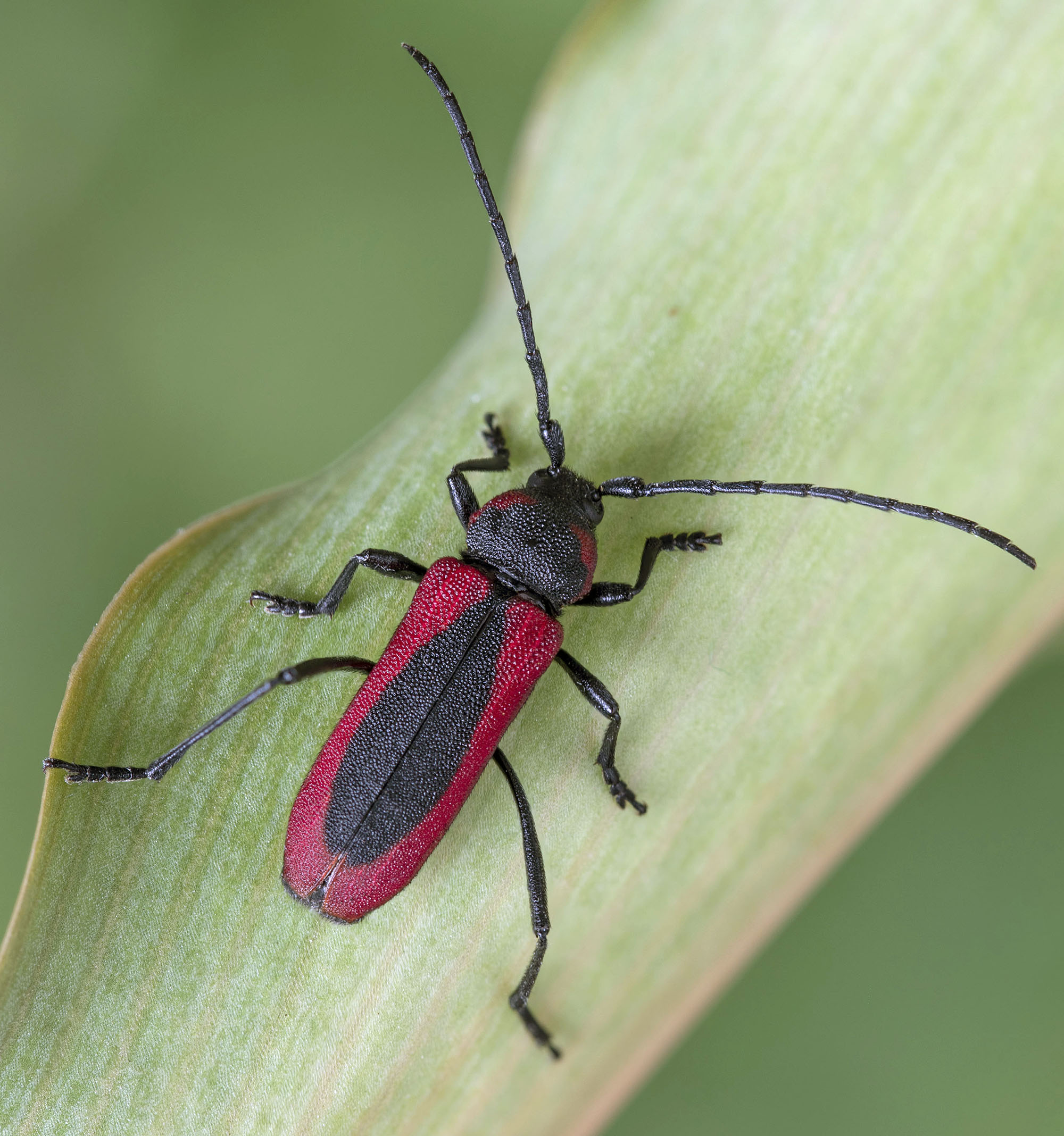 Purpuricenus globulicollis