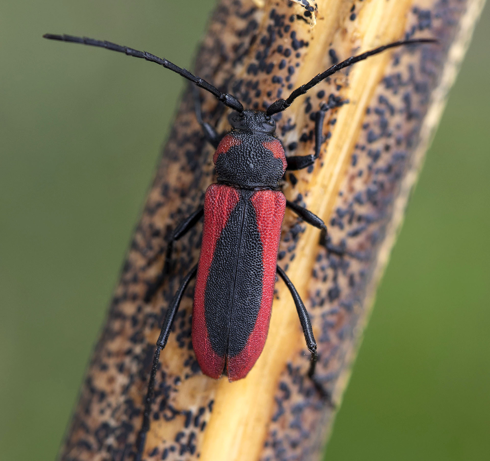 Purpuricenus globulicollis