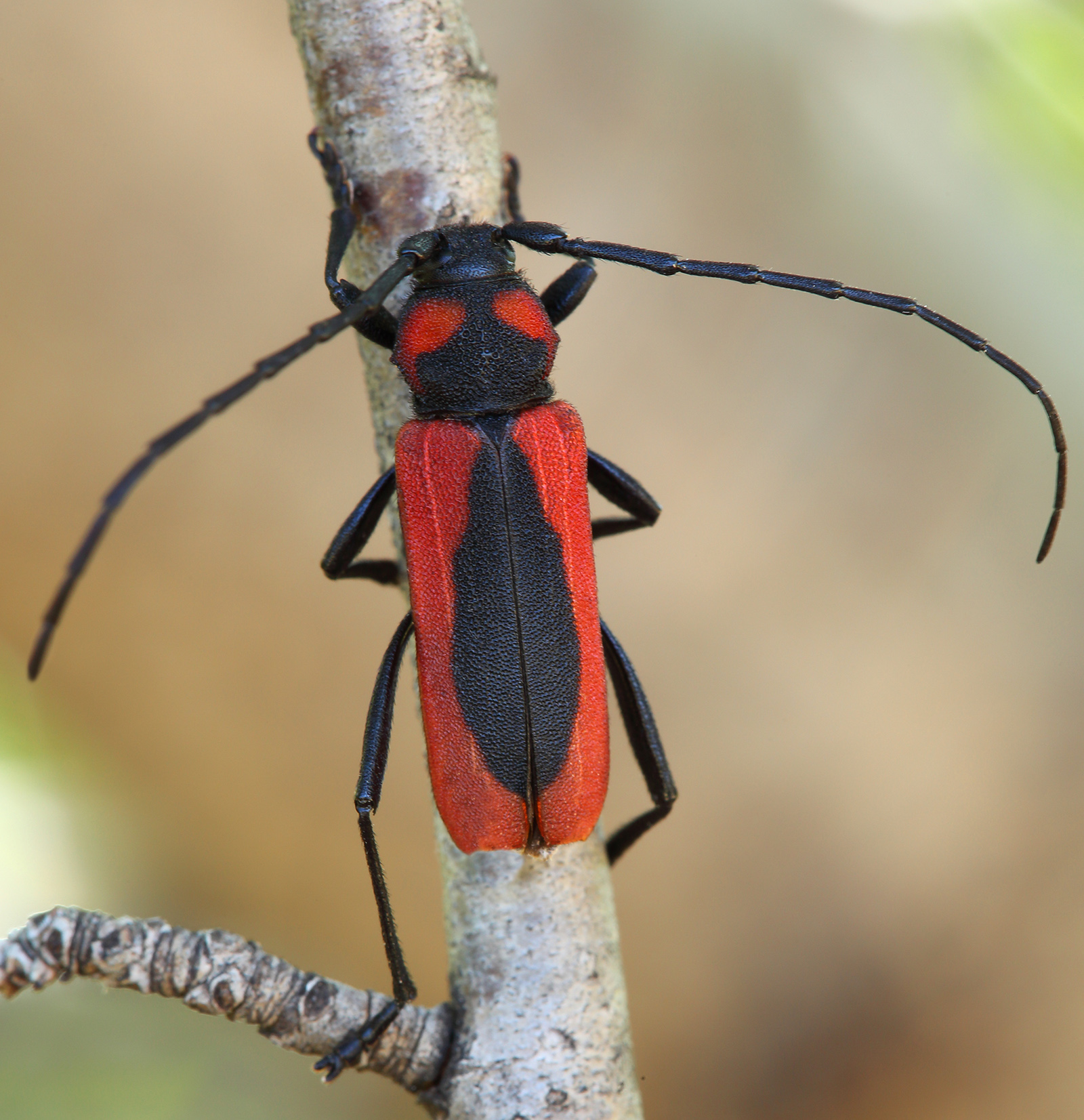 Purpuricenus globulicollis