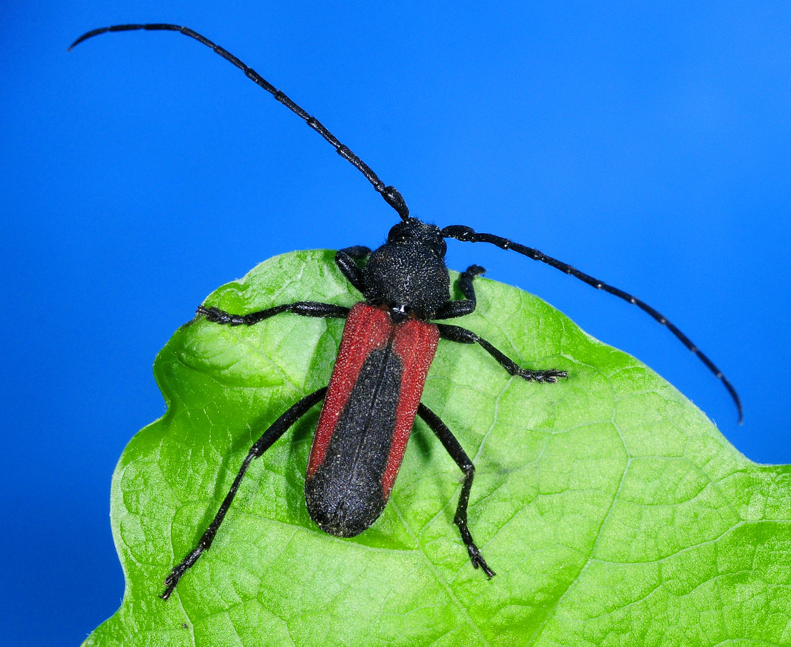 Purpuricenus graecus