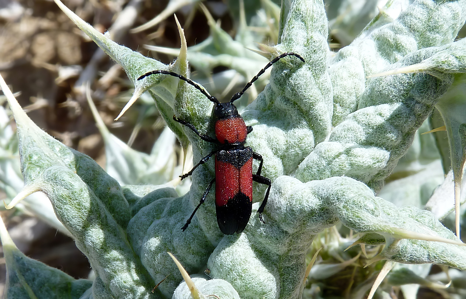 Purpuricenus nanus