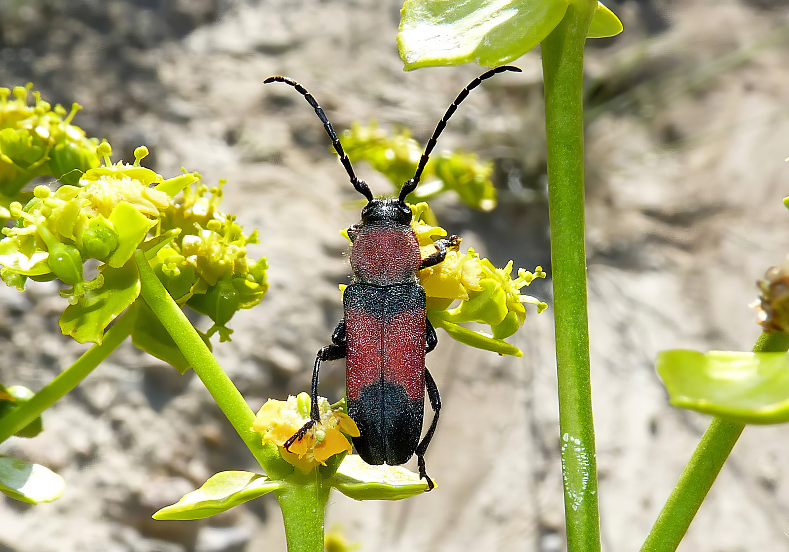 Purpuricenus nanus