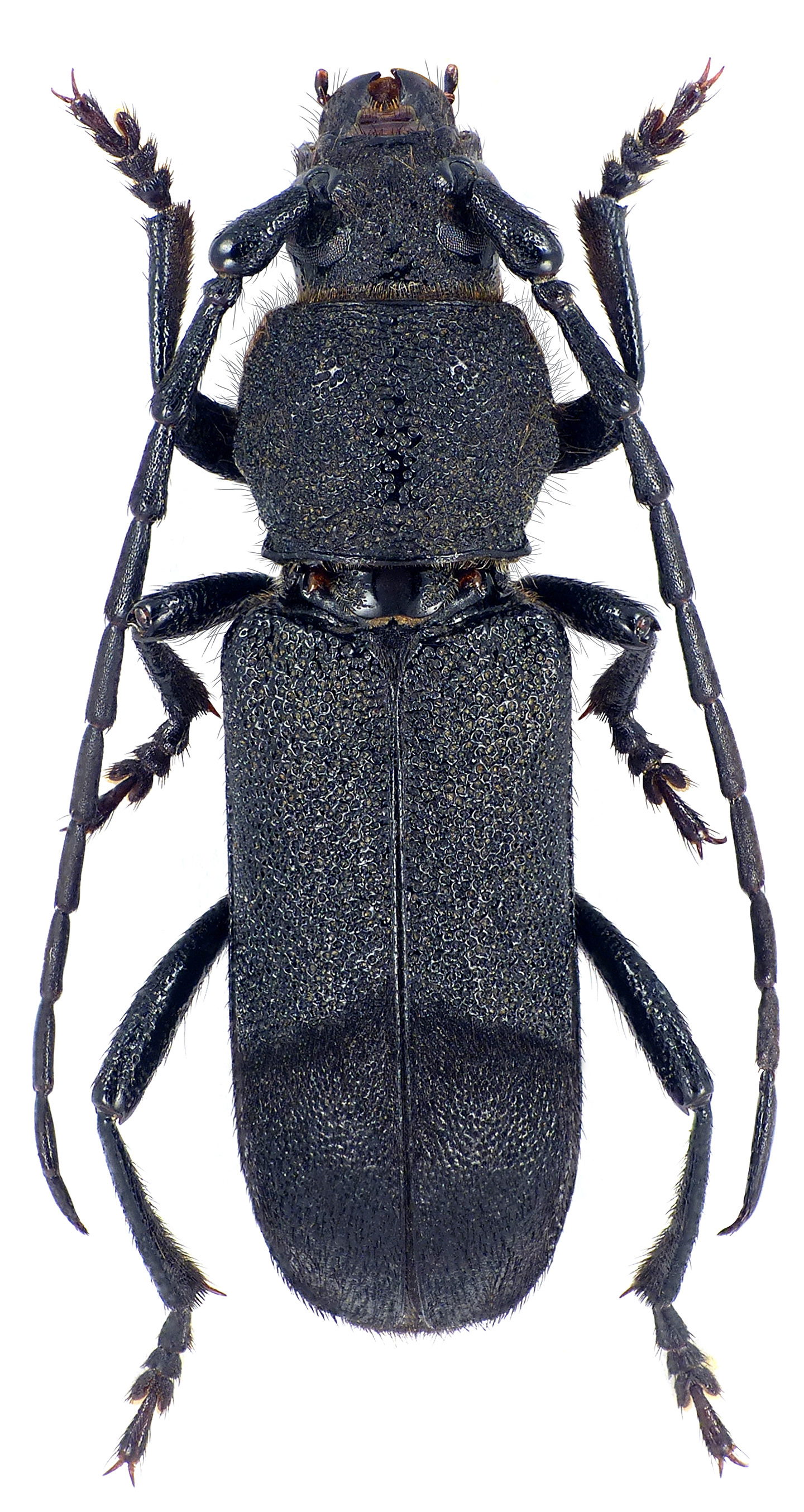 Purpuricenus robusticollis