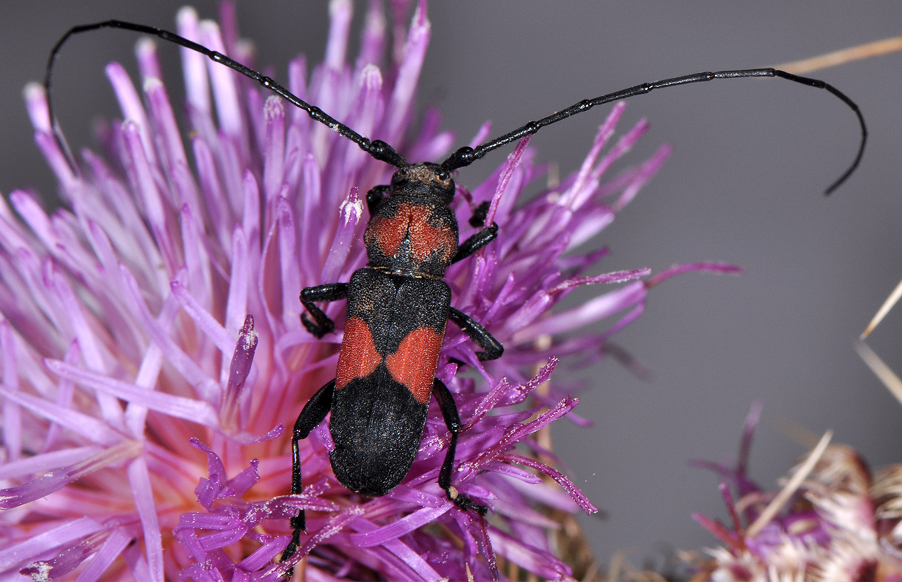 Purpuricenus wachanrui - male