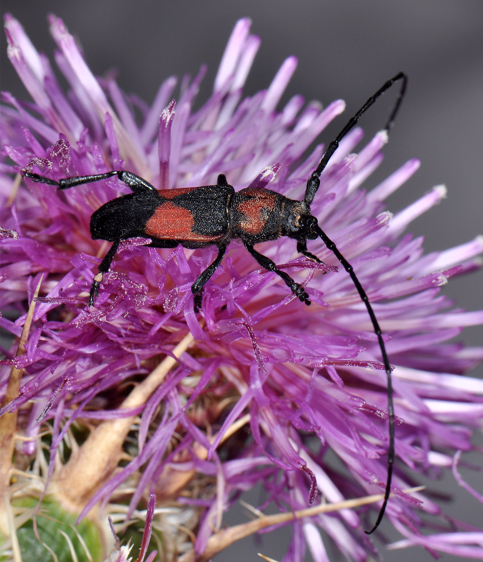 Purpuricenus wachanrui - male