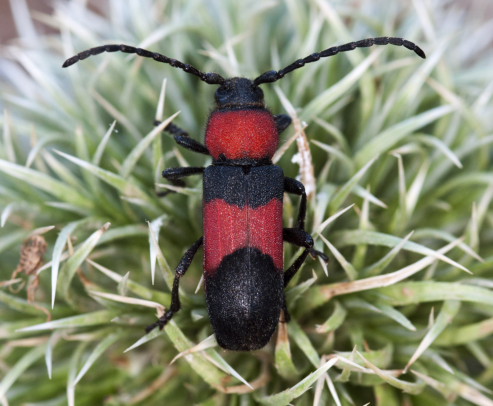 Purpuricenus wachanrui - female