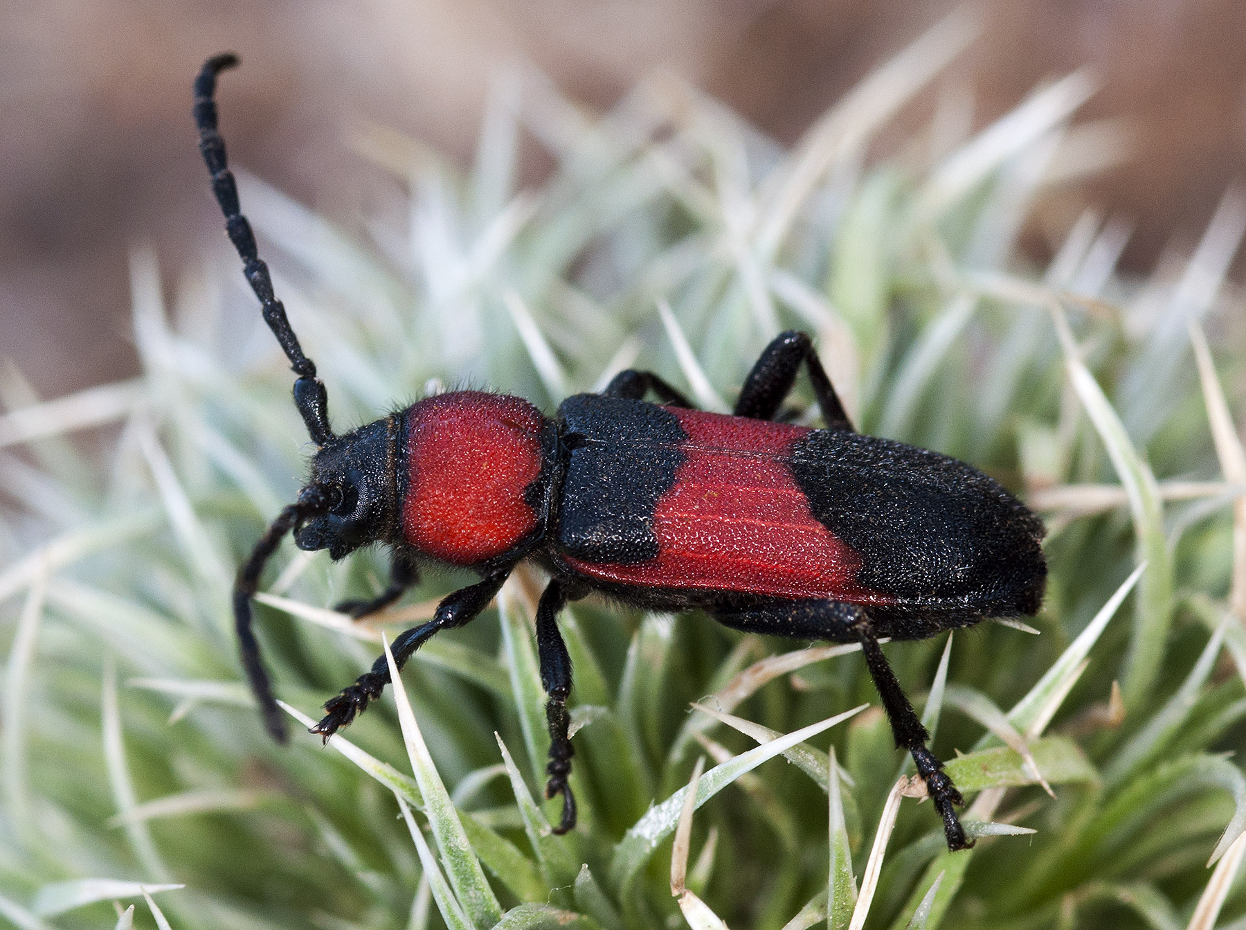 Purpuricenus wachanrui - female