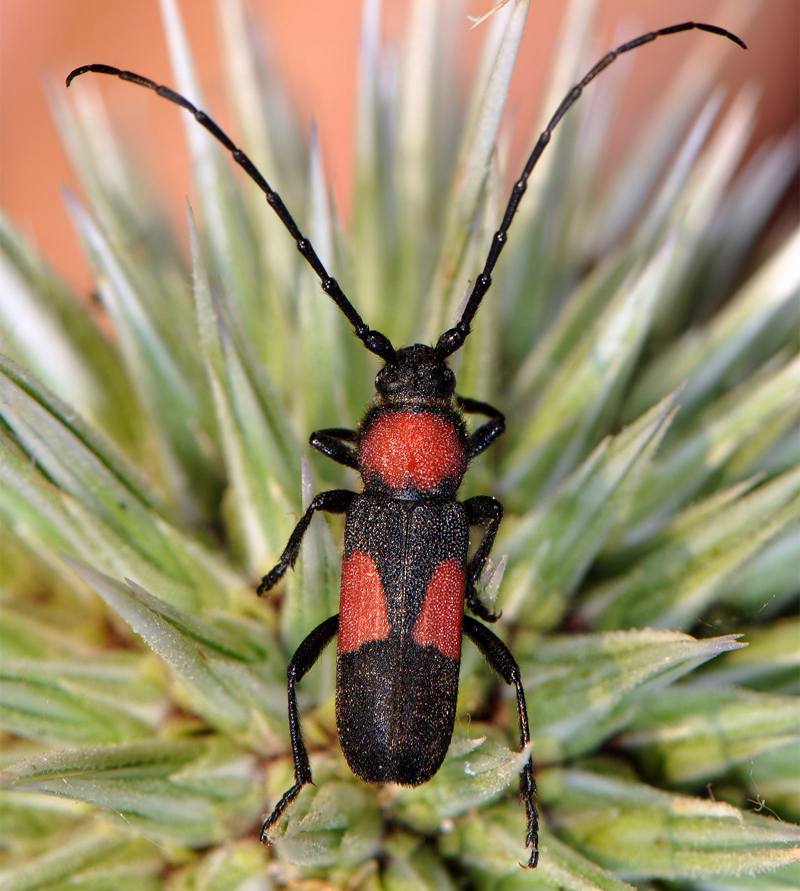 Purpuricenus wachanrui - male