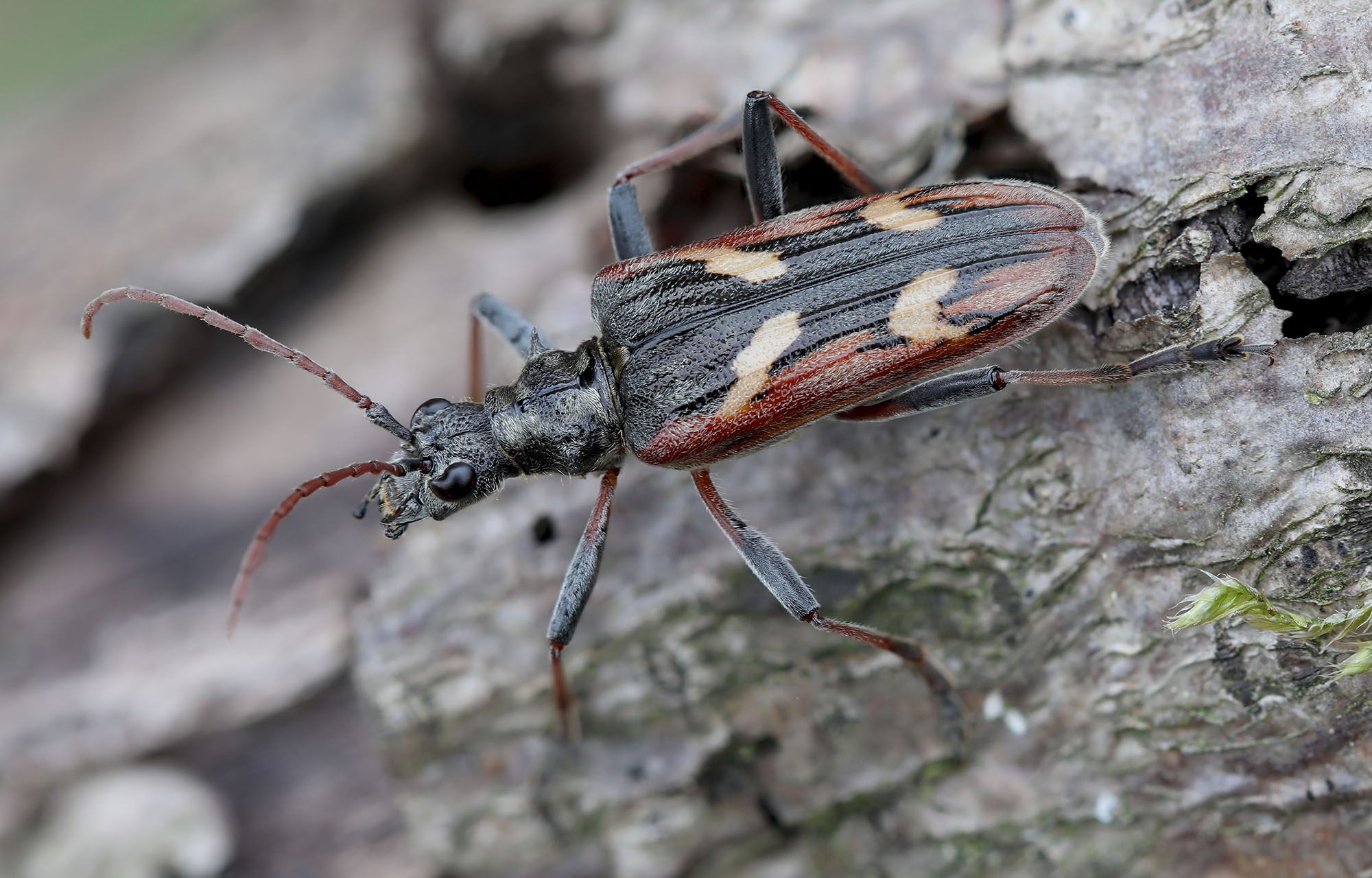 Rhagium bifasciatum