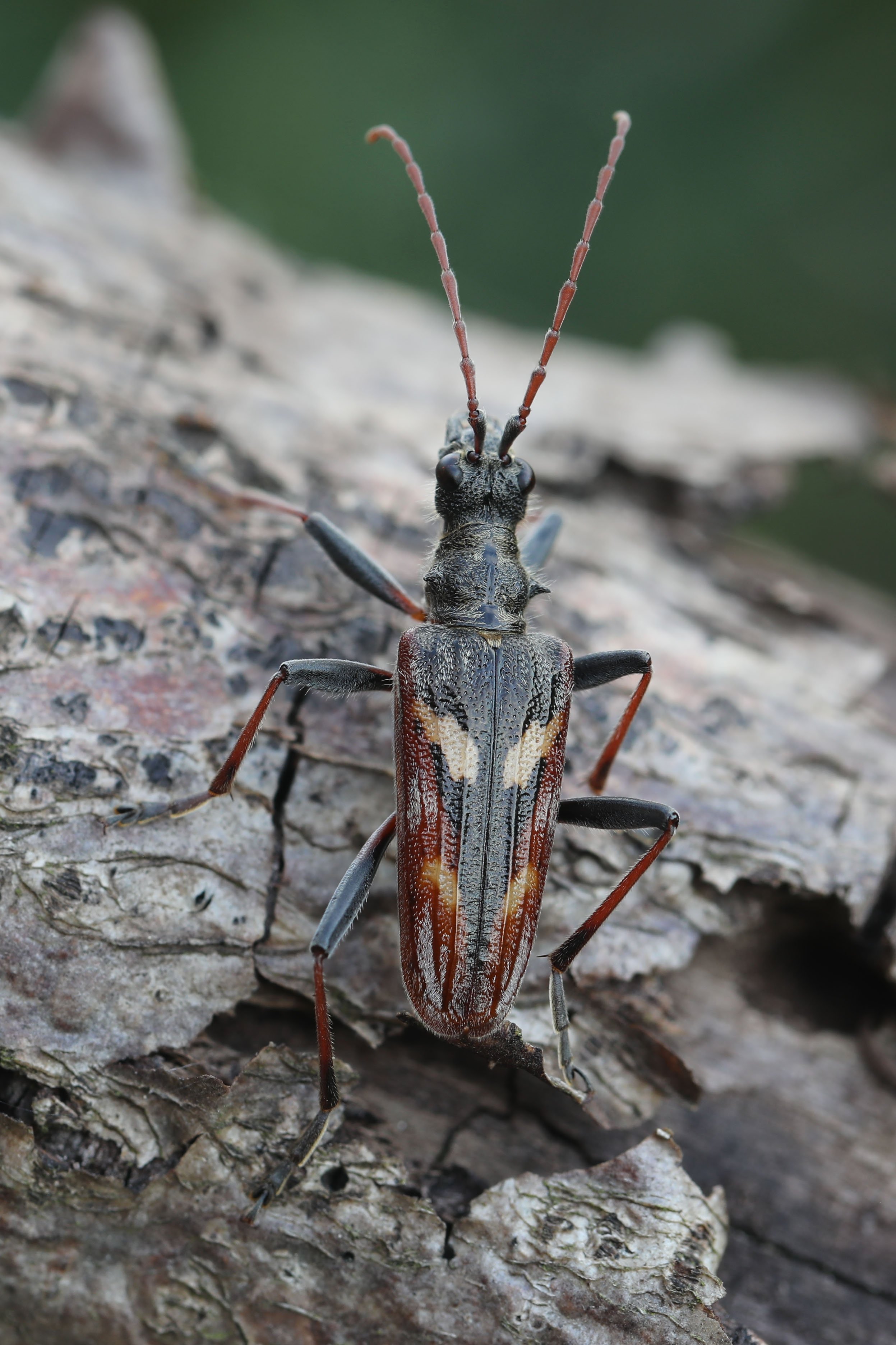 Rhagium bifasciatum