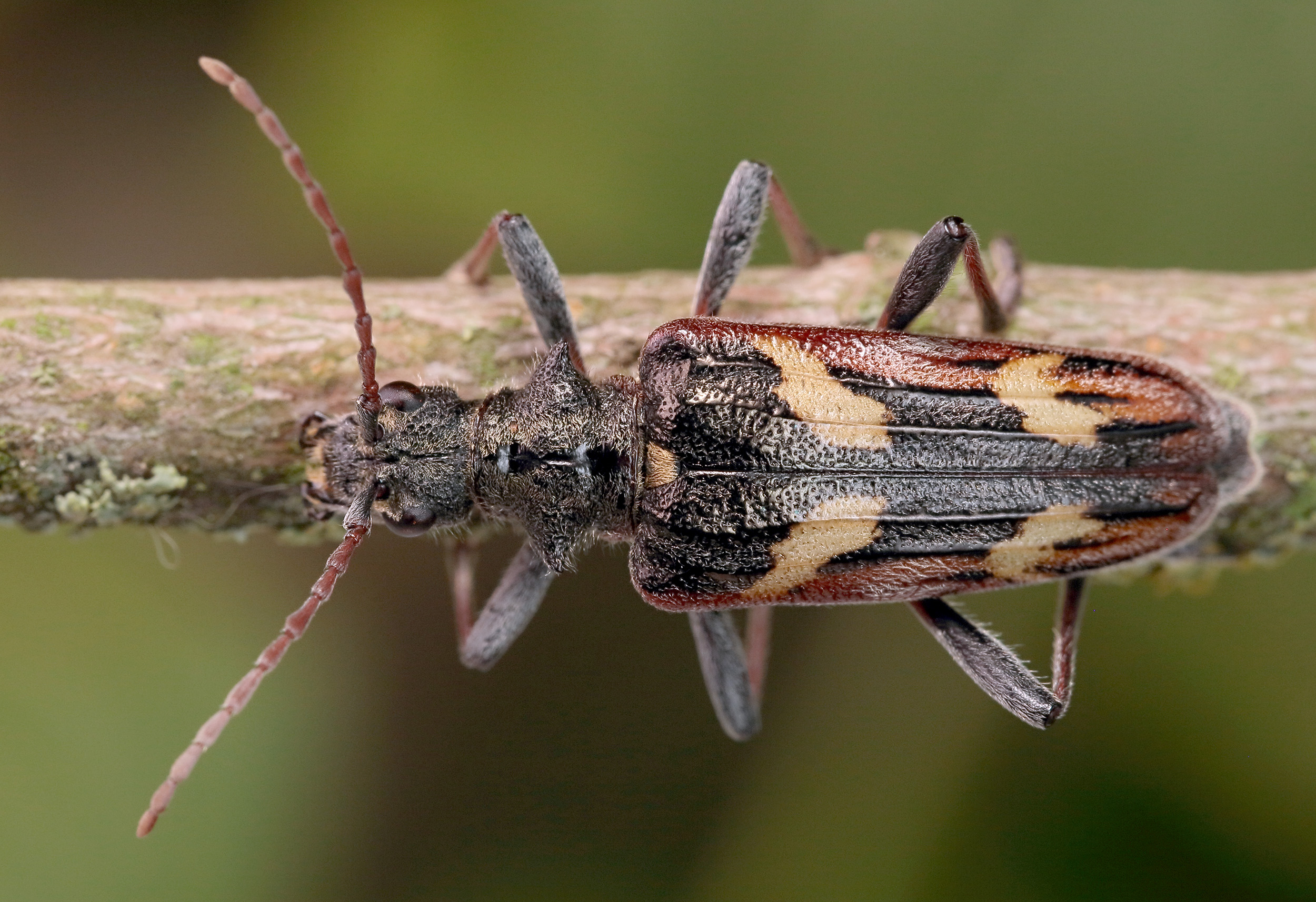 Rhagium bifasciatum