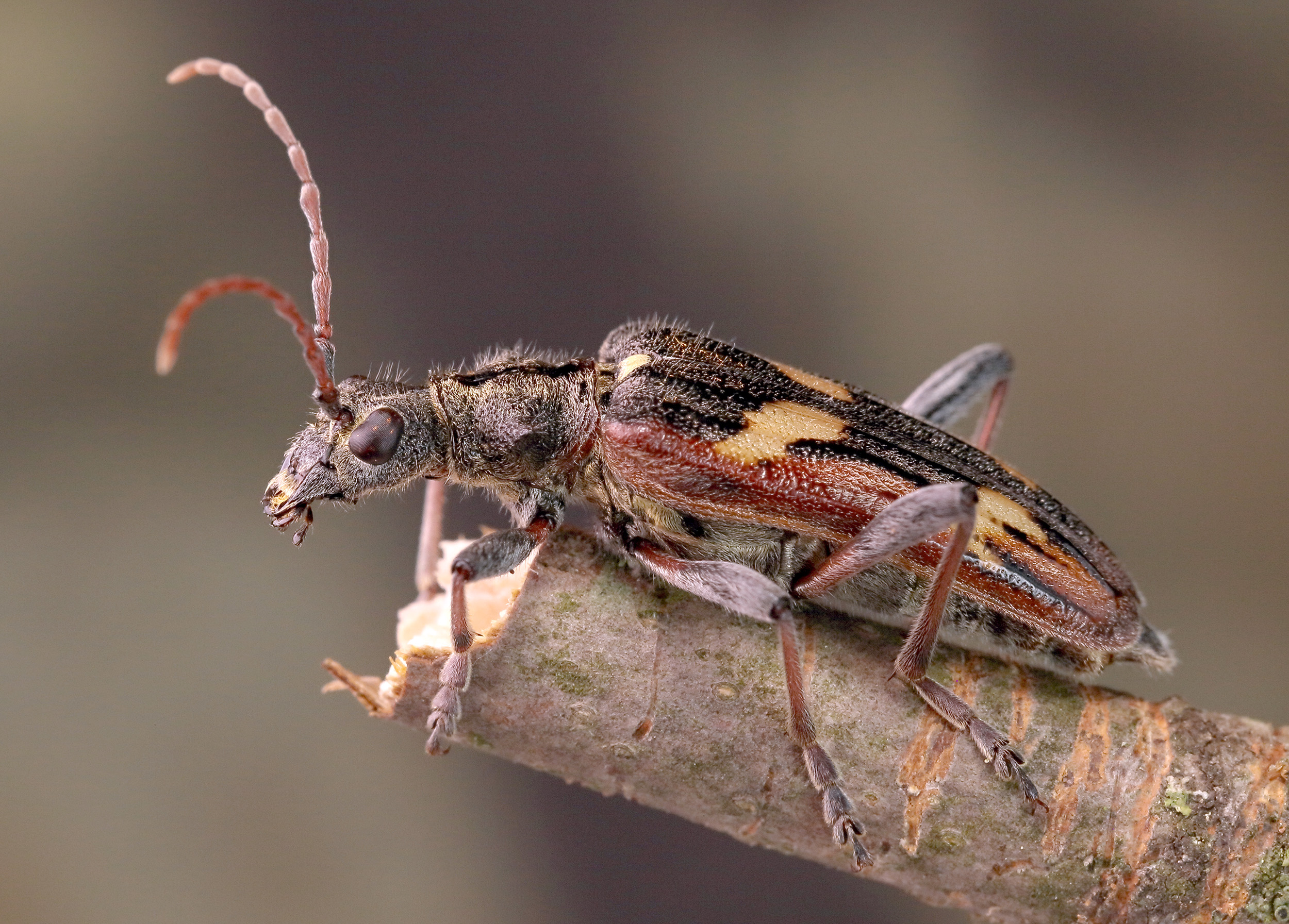 Rhagium bifasciatum