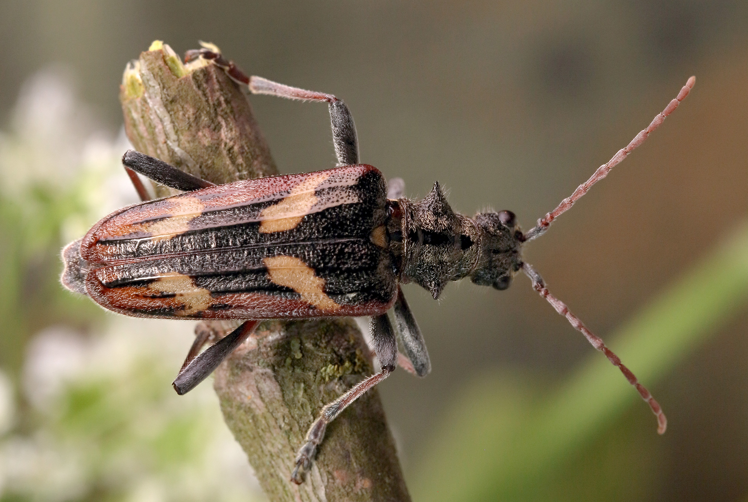 Rhagium bifasciatum