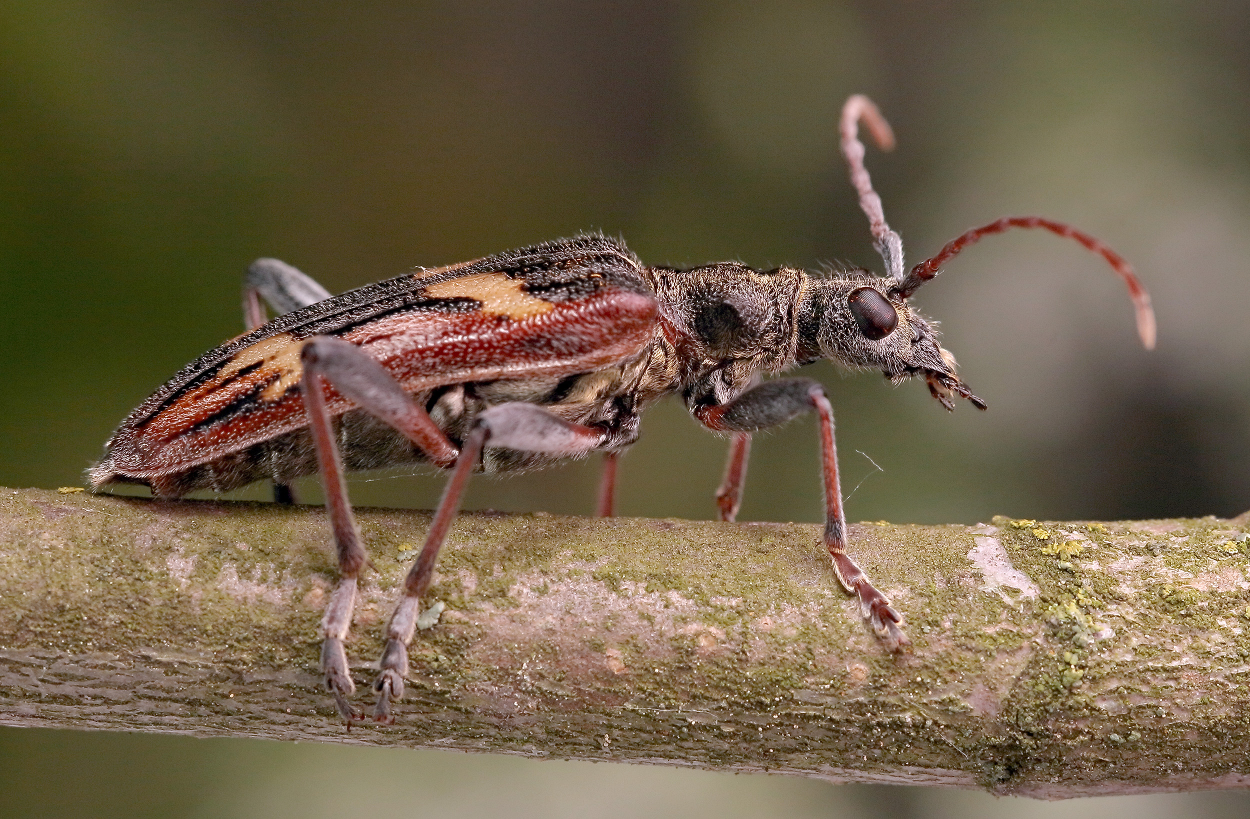 Rhagium bifasciatum