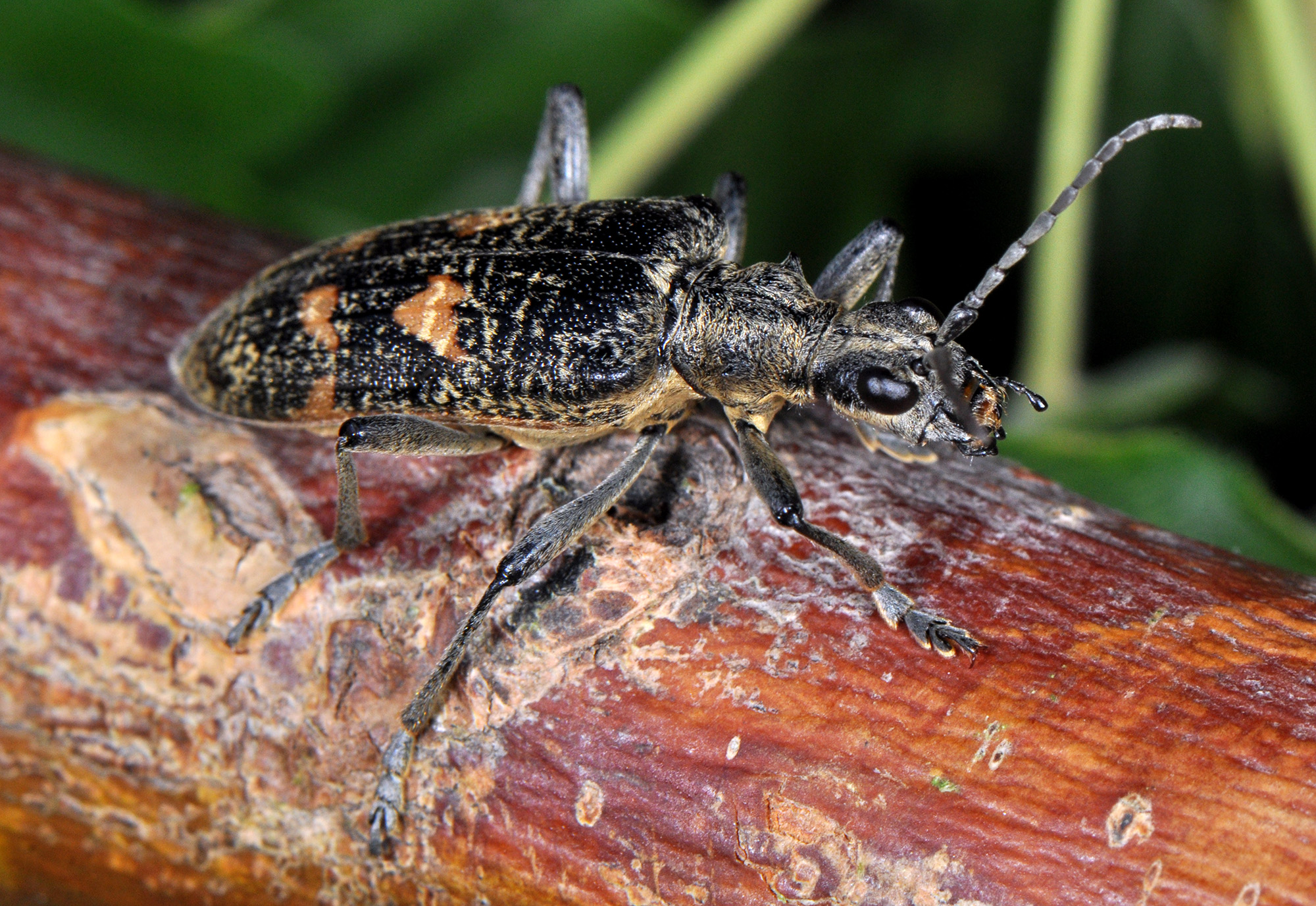 Rhagium caucasicum caucasicum