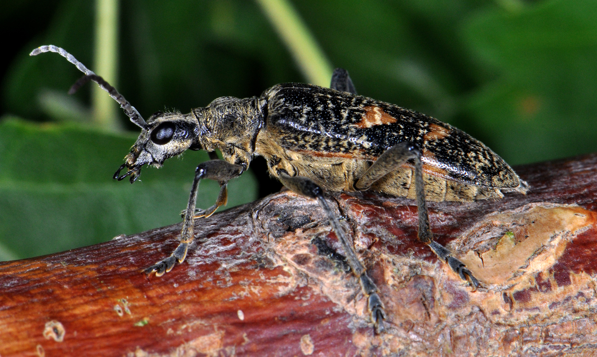 Rhagium caucasicum caucasicum