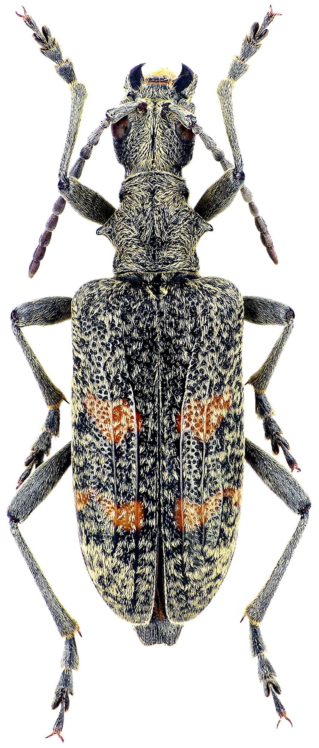 Dolocerus reichii